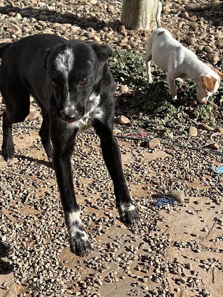 Enlarge Sunny, a Adoptable mixed breed in Clovis, NM image 2/3