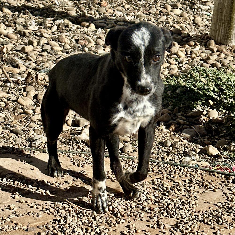 Enlarge Sunny, a Adoptable mixed breed in Clovis, NM image 3/3