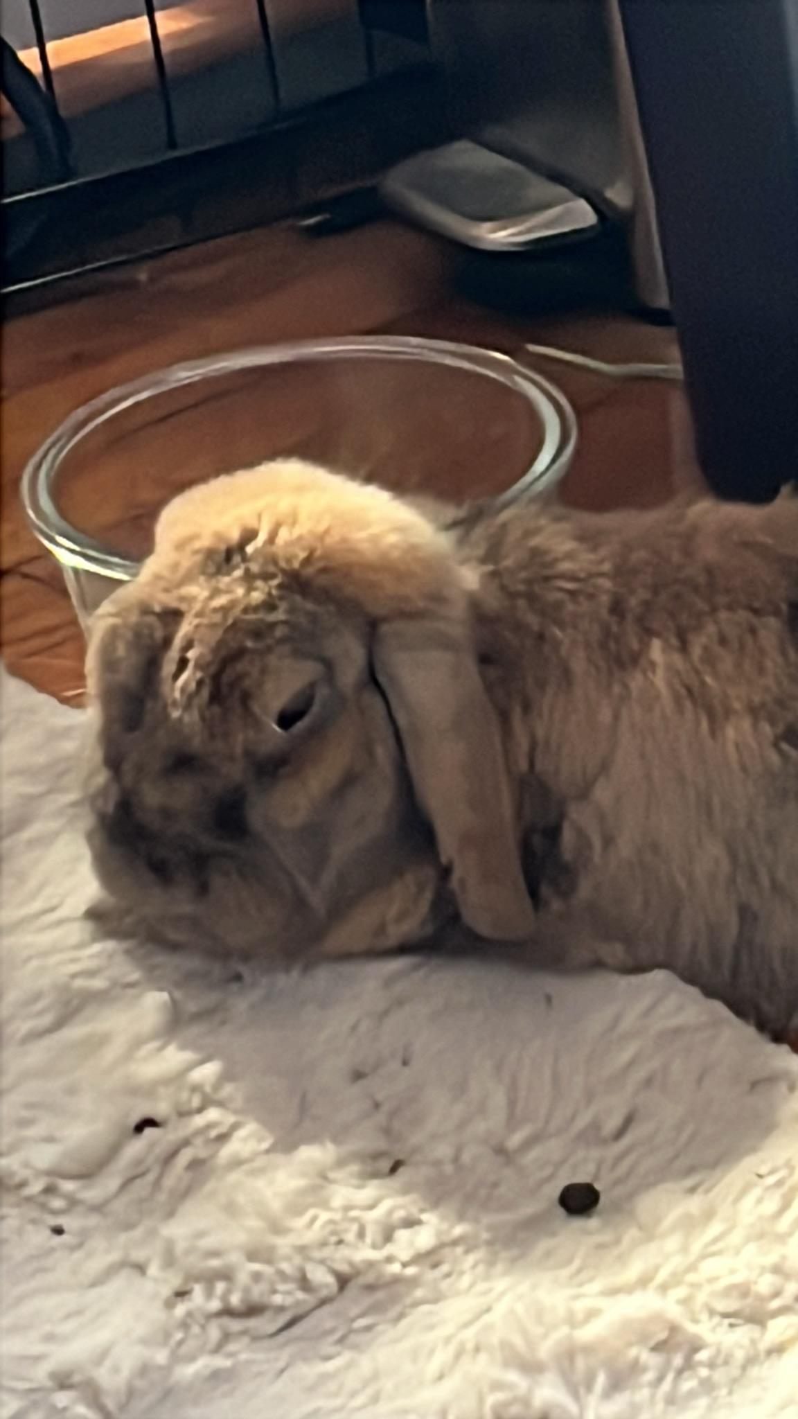 Enlarge Nova & Dash, a Adoptable Holland Lop in New York, NY image 2/4