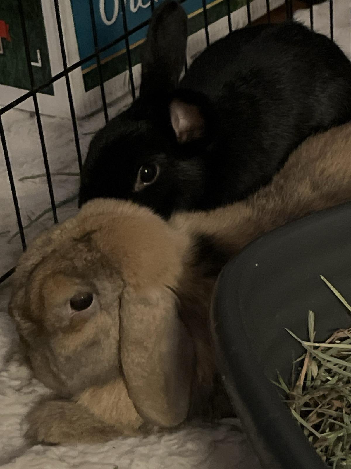 Enlarge Nova & Dash, a Adoptable Holland Lop in New York, NY image 1/4