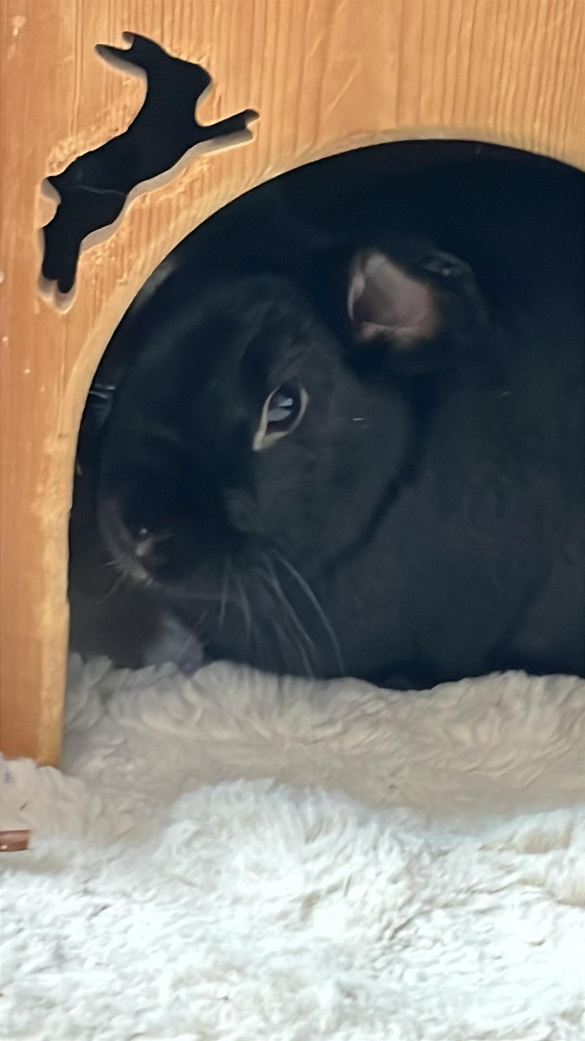 Enlarge Nova & Dash, a Adoptable Holland Lop in New York, NY image 3/4