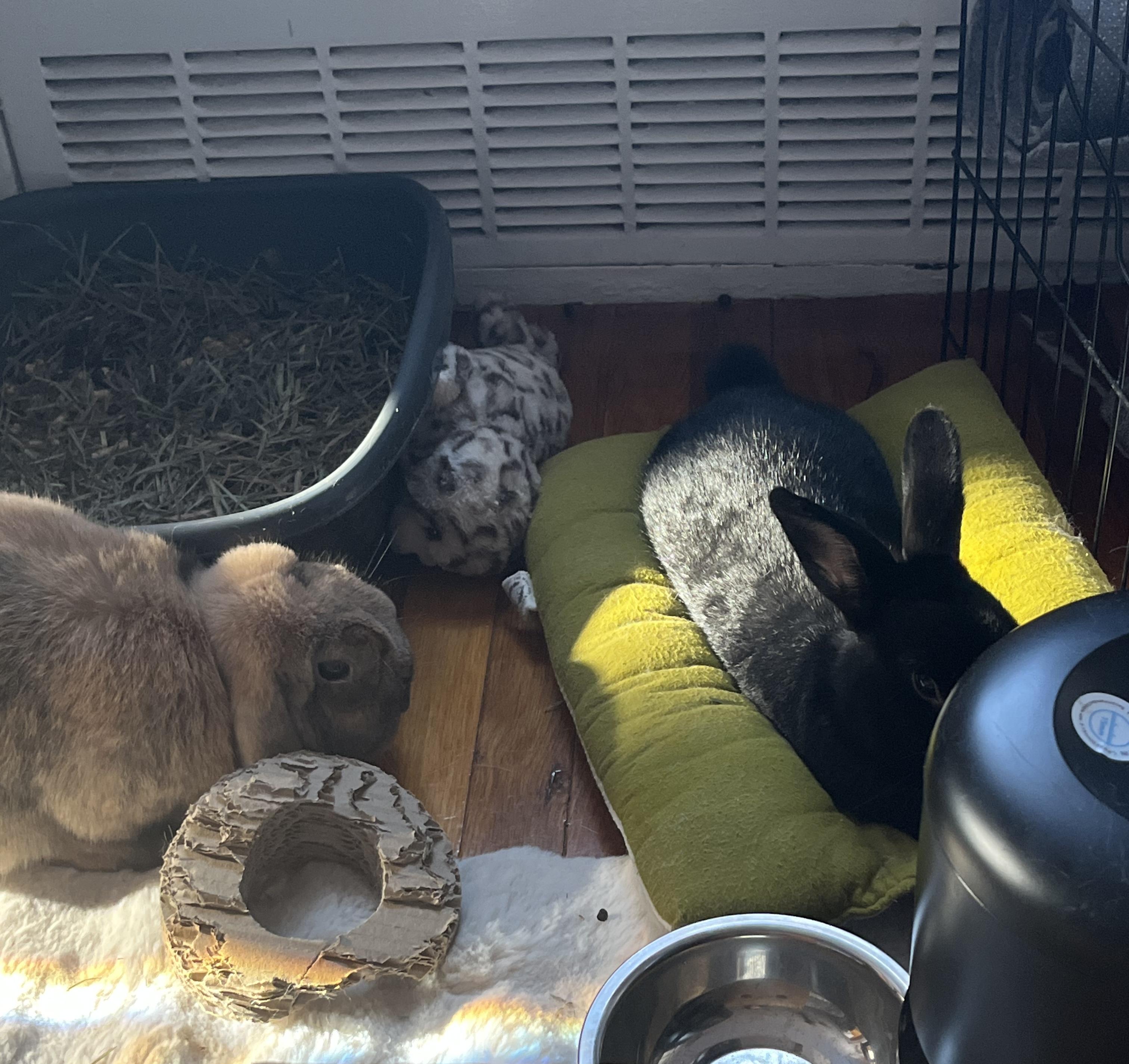 Enlarge Nova & Dash, a Adoptable Holland Lop in New York, NY image 4/4