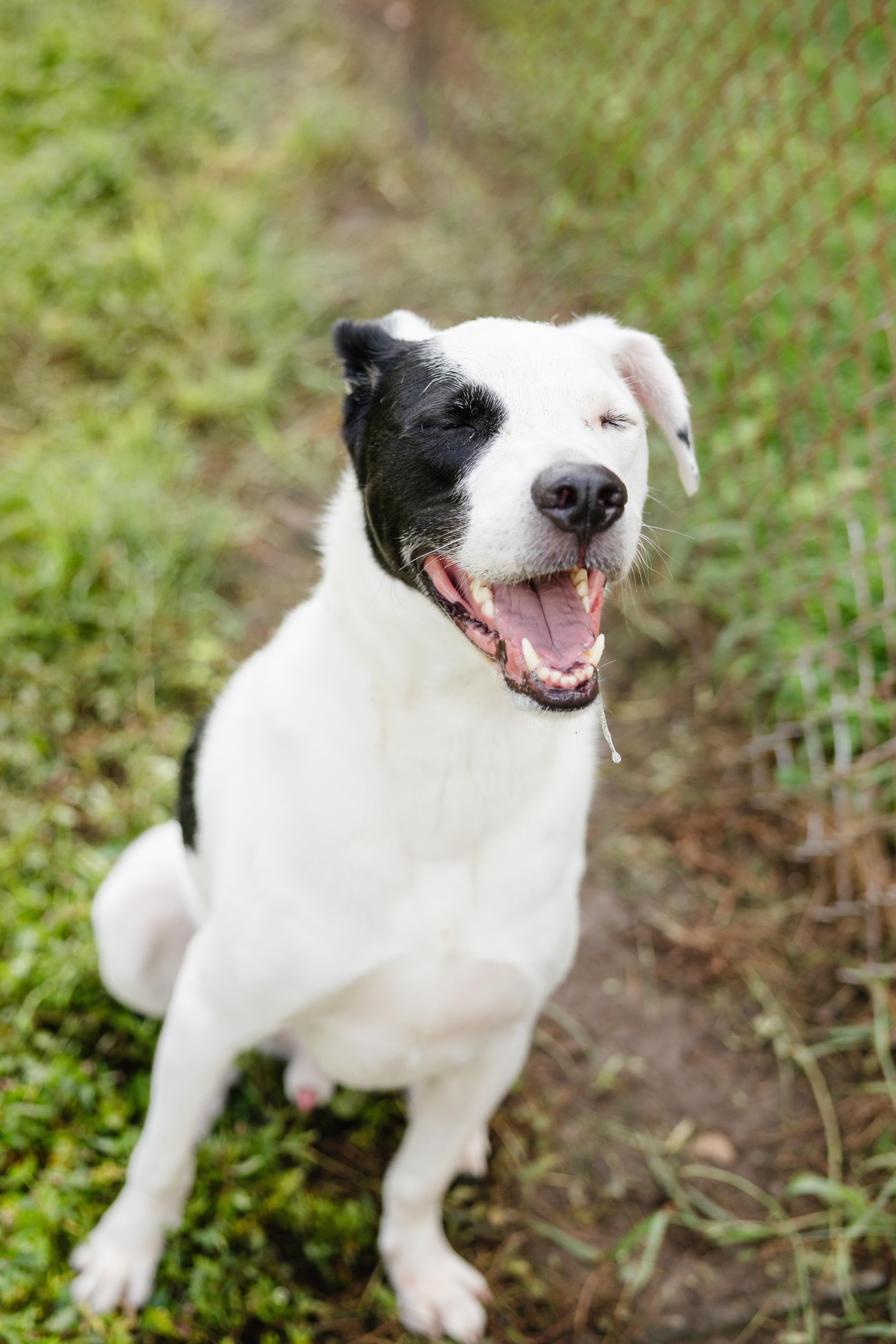 Enlarge Oakley, a Adoptable mixed breed in Newburgh, IN image 3/3