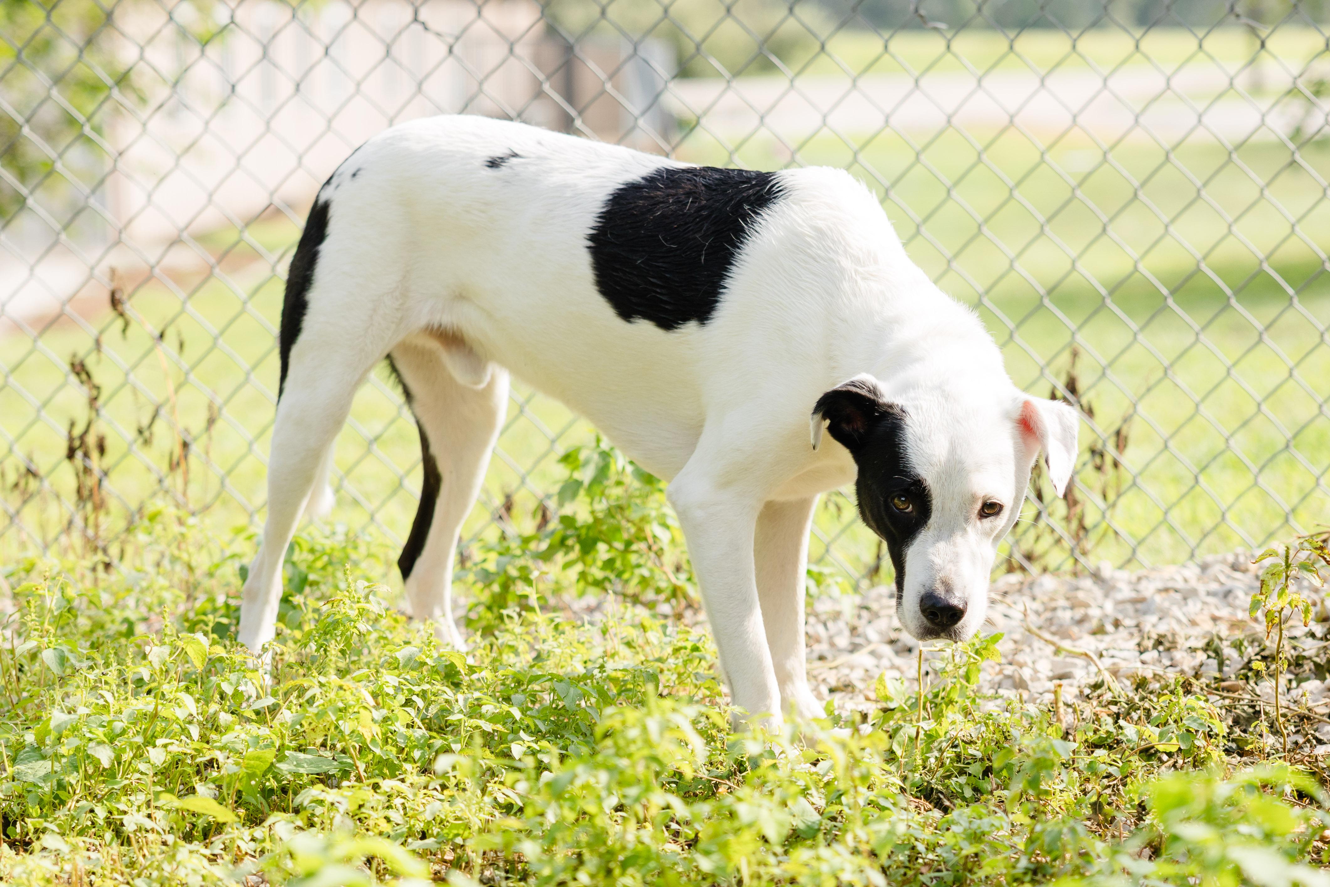Enlarge Oakley, a Adoptable mixed breed in Newburgh, IN image 2/3