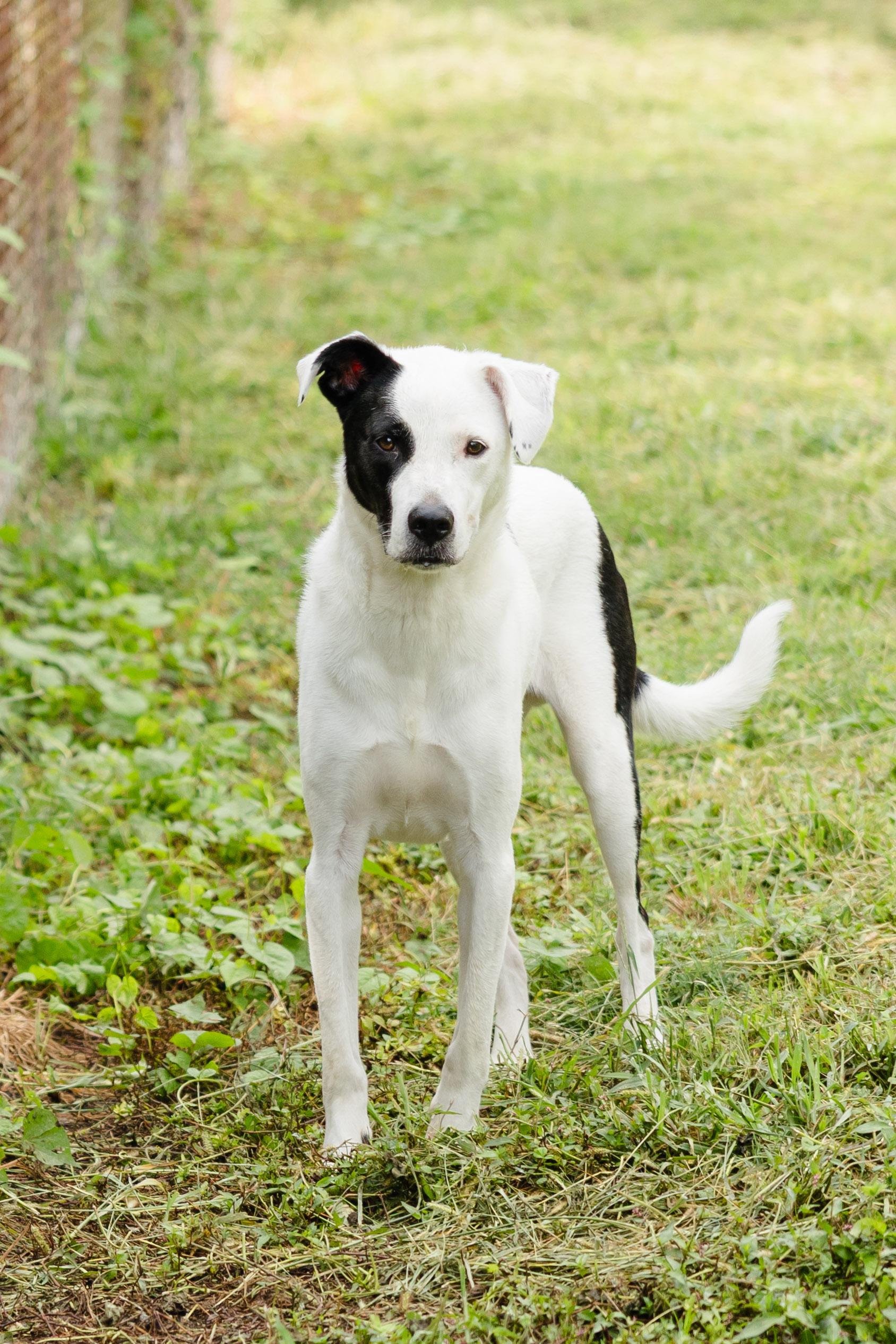 Oakley, Adoptable, Adult Male Labrador Retriever.