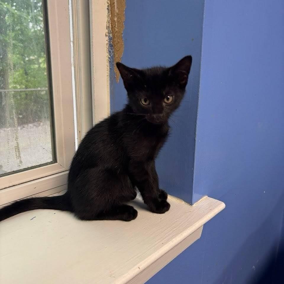 Cleo, Adoptable, Kitten Male Domestic Short Hair.