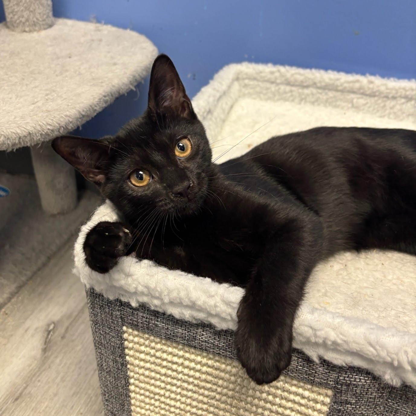 Cleo, Adoptable, Kitten Male Domestic Short Hair.