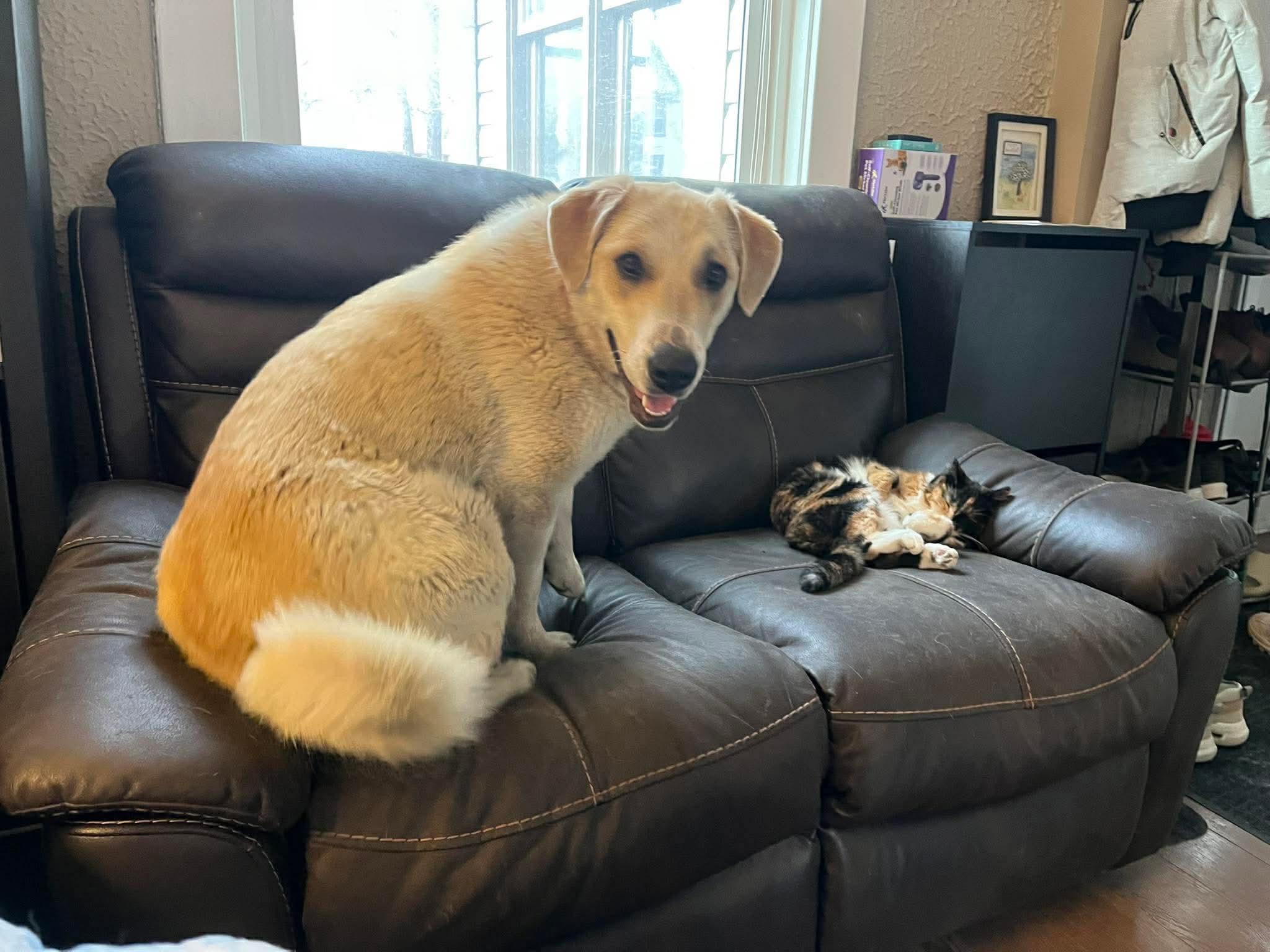Zara, an adopted mixed breed in Winnipeg, MB image 2/6