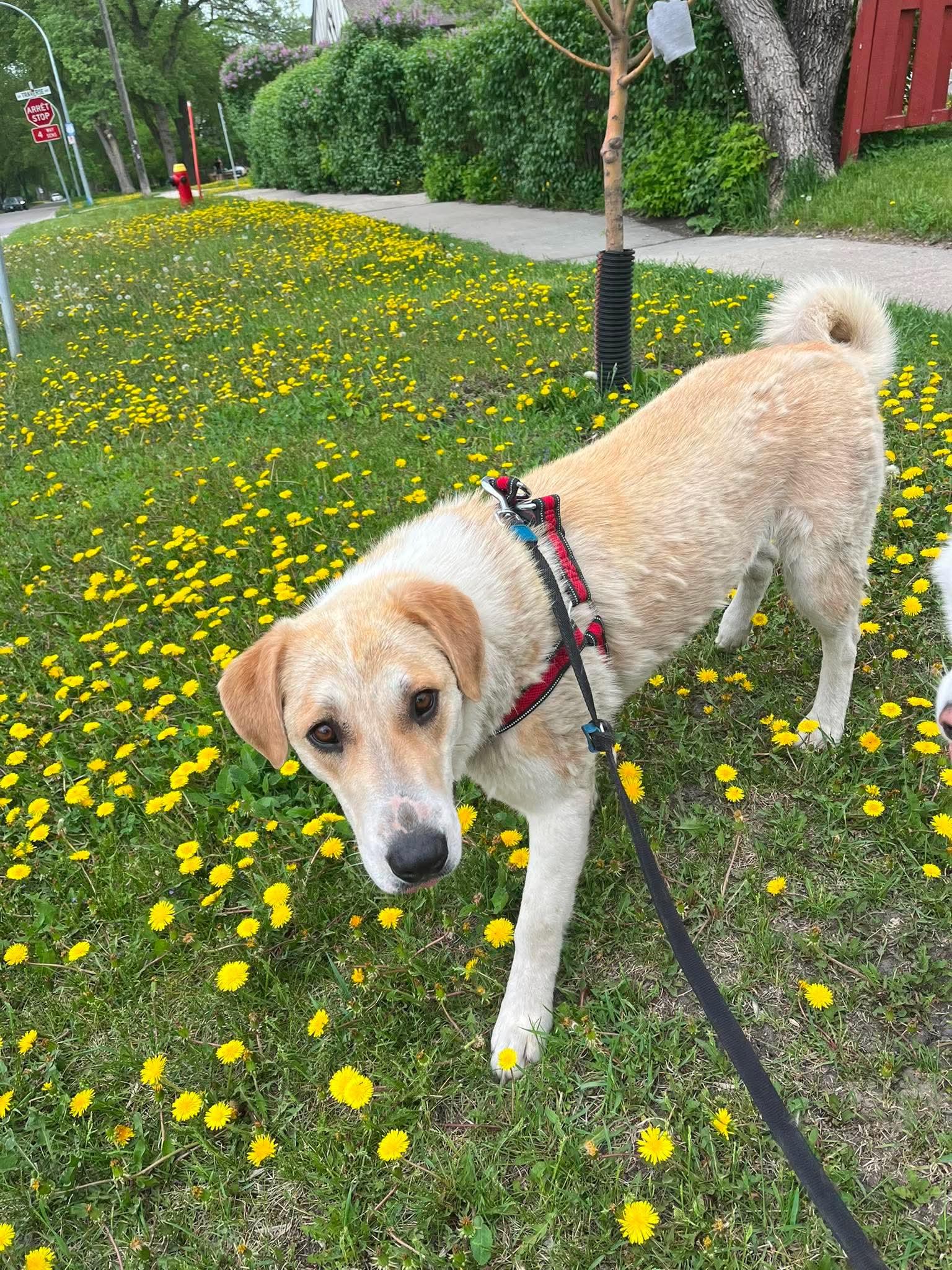 Zara, an adopted mixed breed in Winnipeg, MB image 3/6