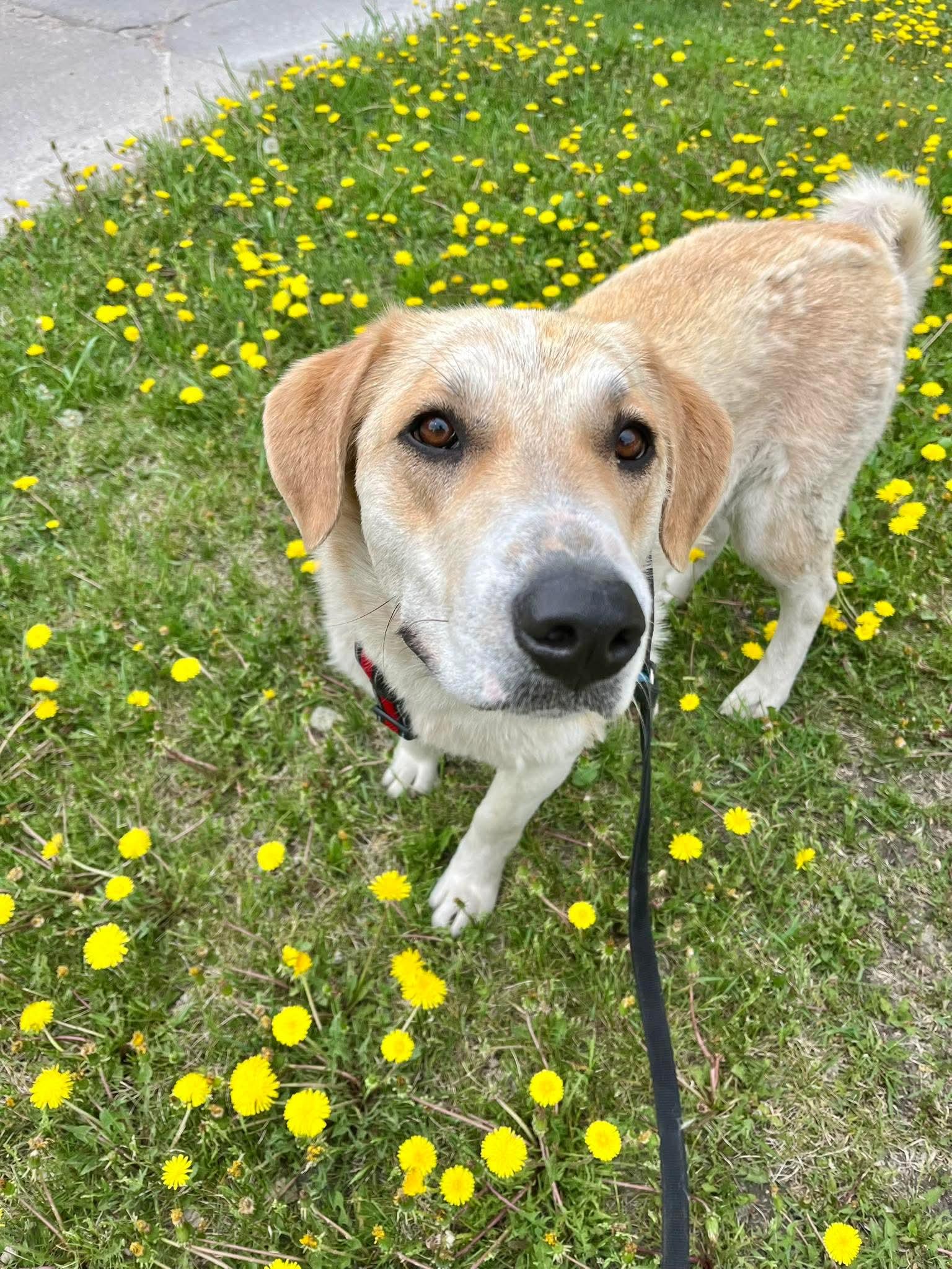 Zara, adopted, Adult Female Labrador Retriever & Husky.