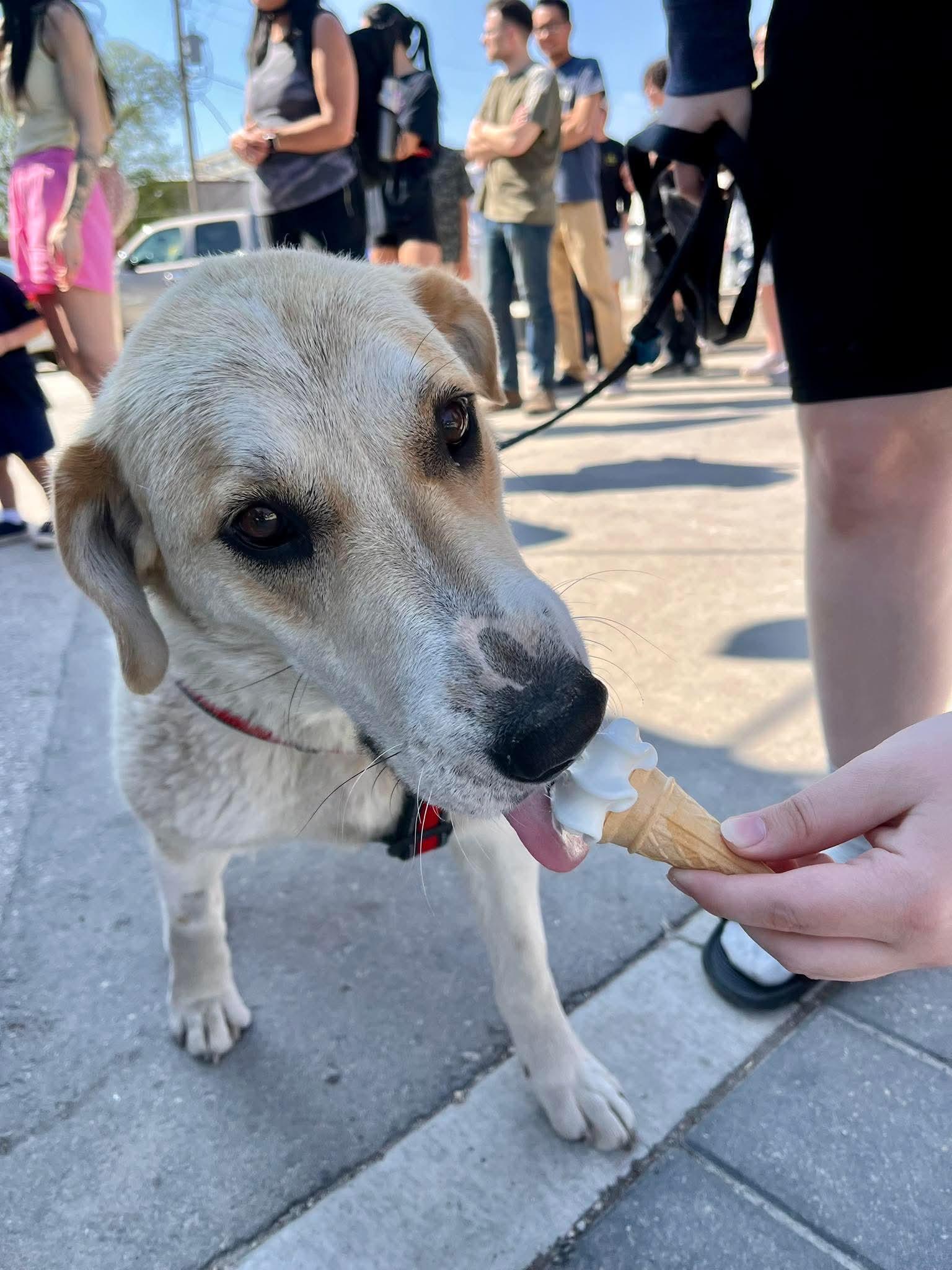 Zara, an adopted mixed breed in Winnipeg, MB image 6/6