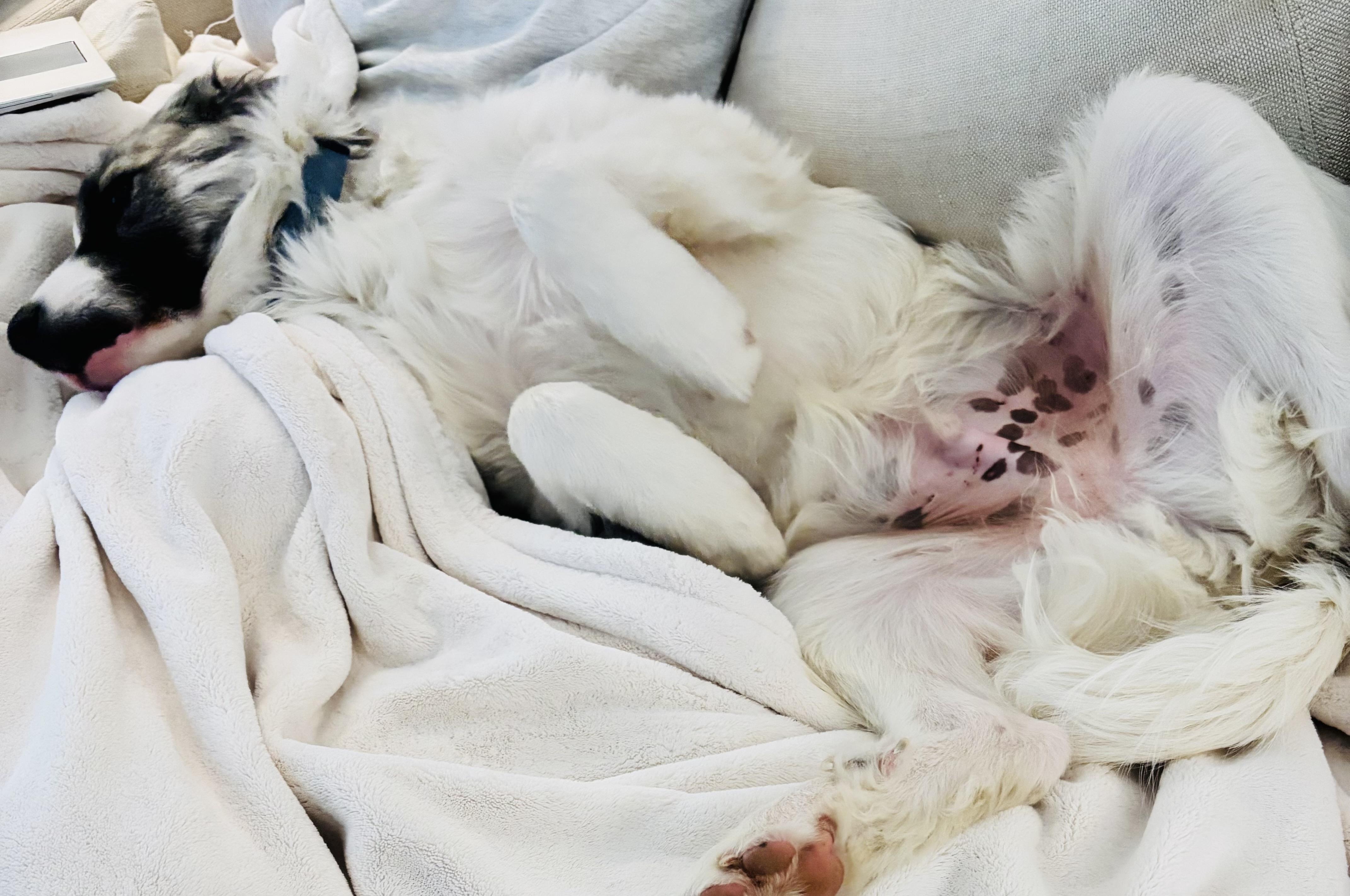 Loki , an adopted mixed breed in Kiowa, OK image 3/6