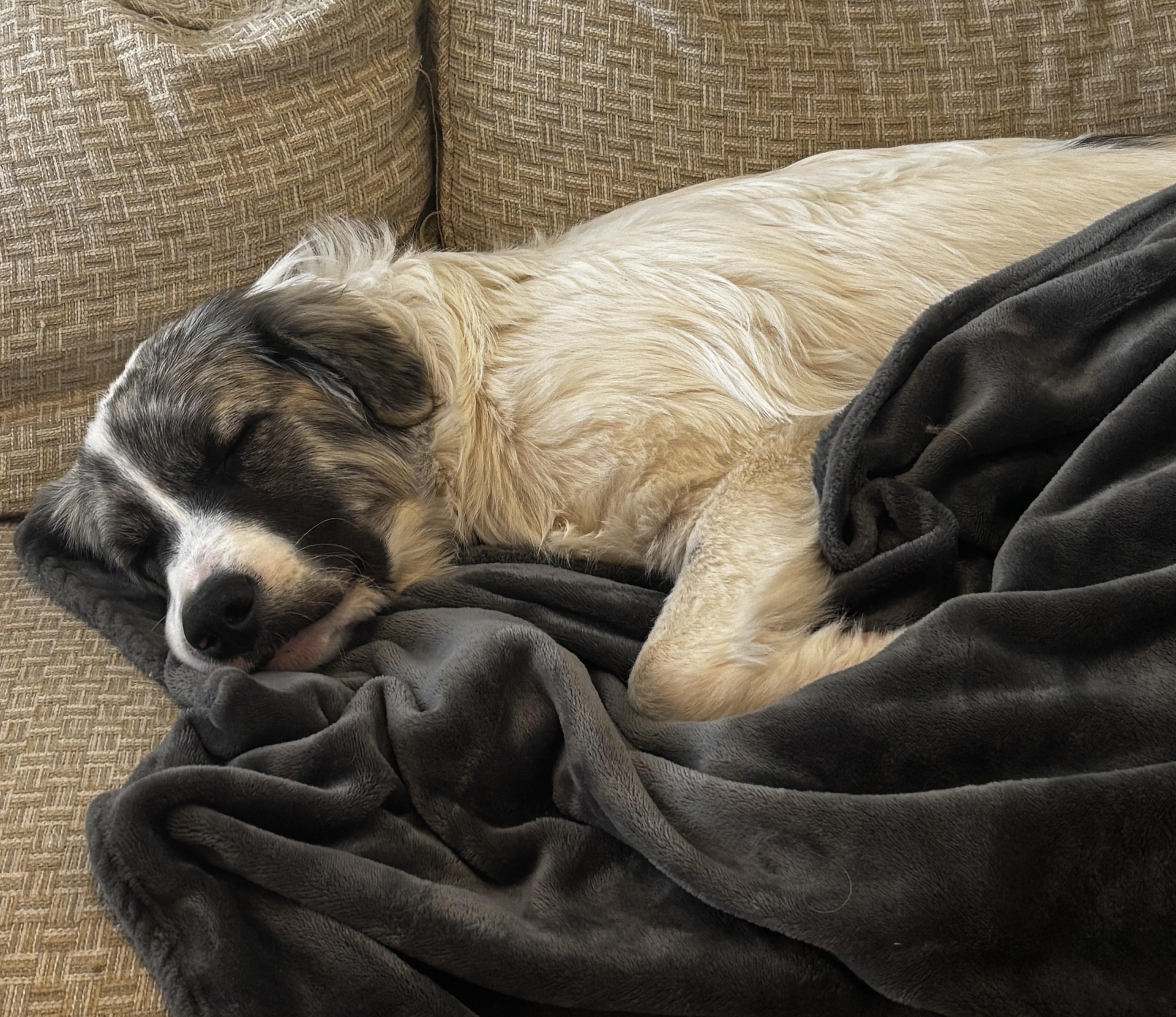 Loki , an adopted mixed breed in Kiowa, OK image 4/6