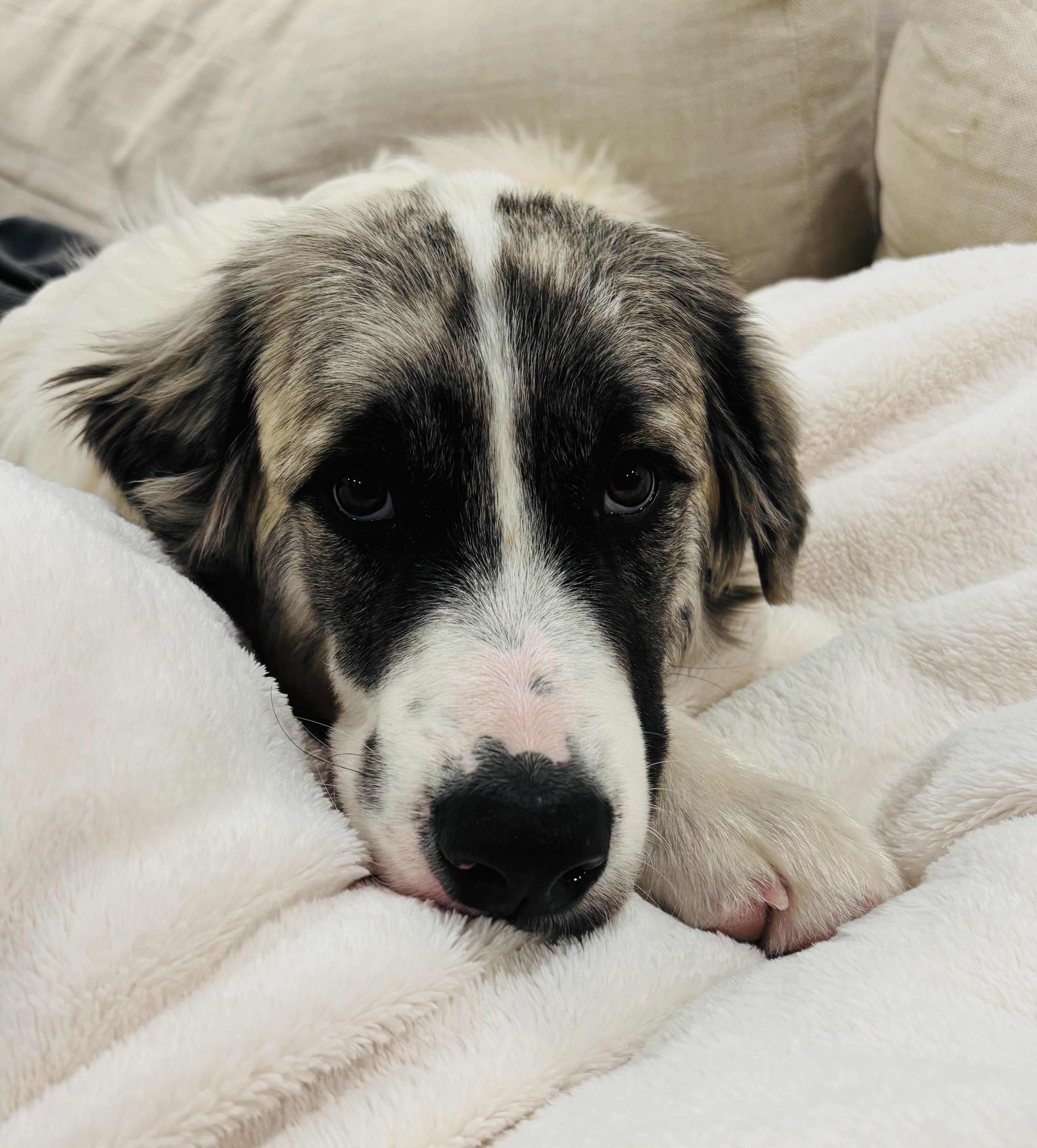 Loki , an adopted mixed breed in Kiowa, OK image 2/6