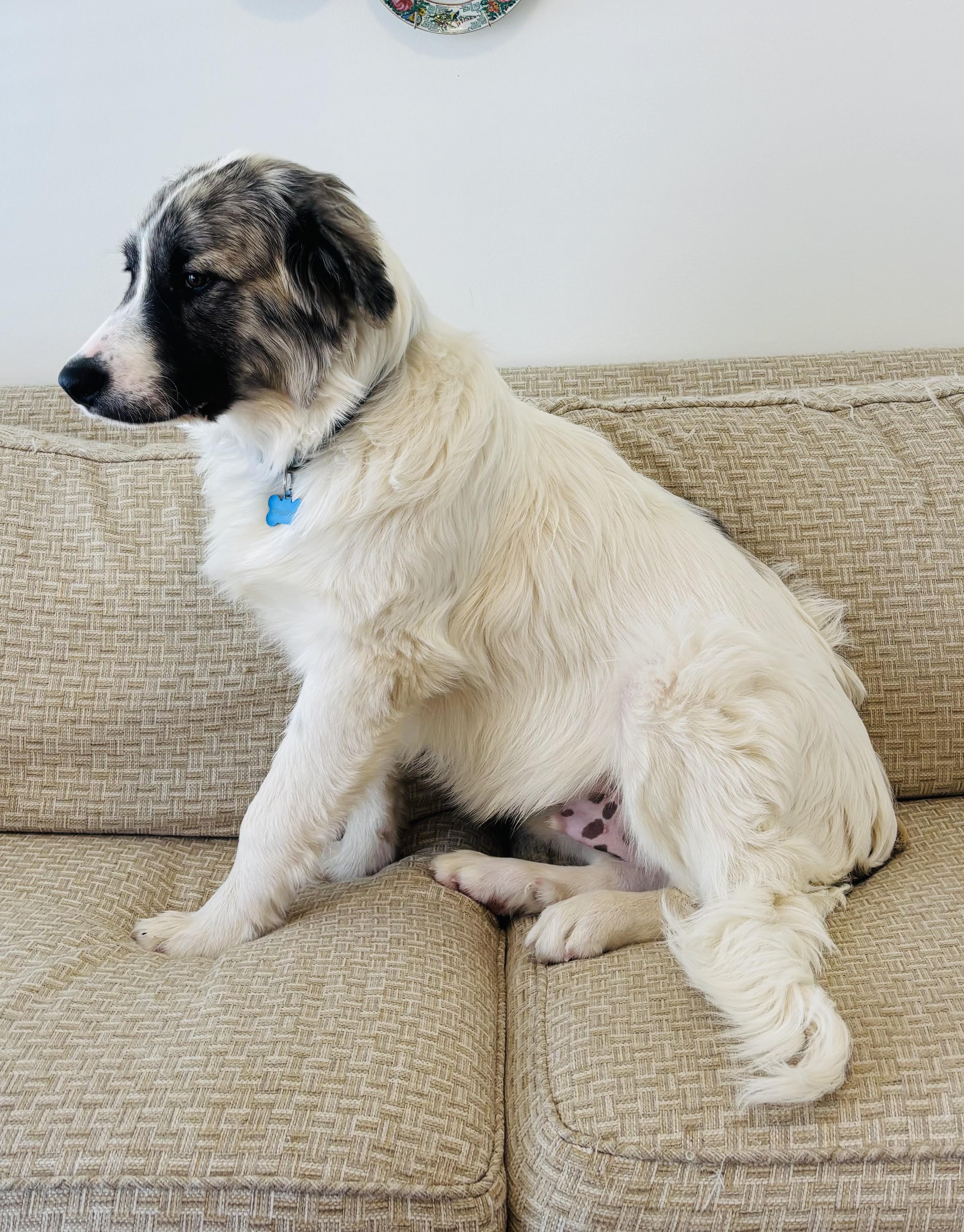 Loki , an adopted mixed breed in Kiowa, OK image 5/6