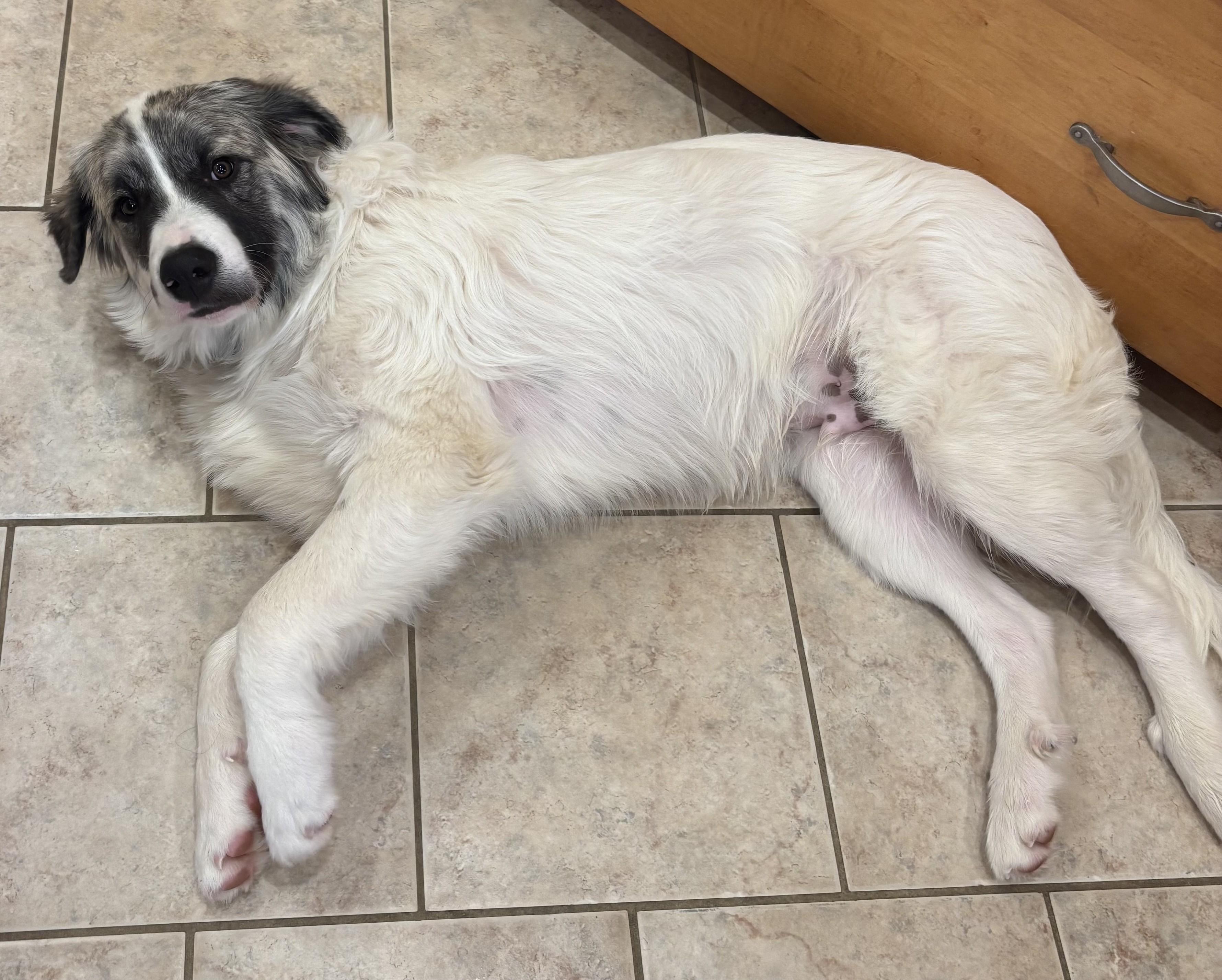 Loki , an adopted mixed breed in Kiowa, OK image 6/6