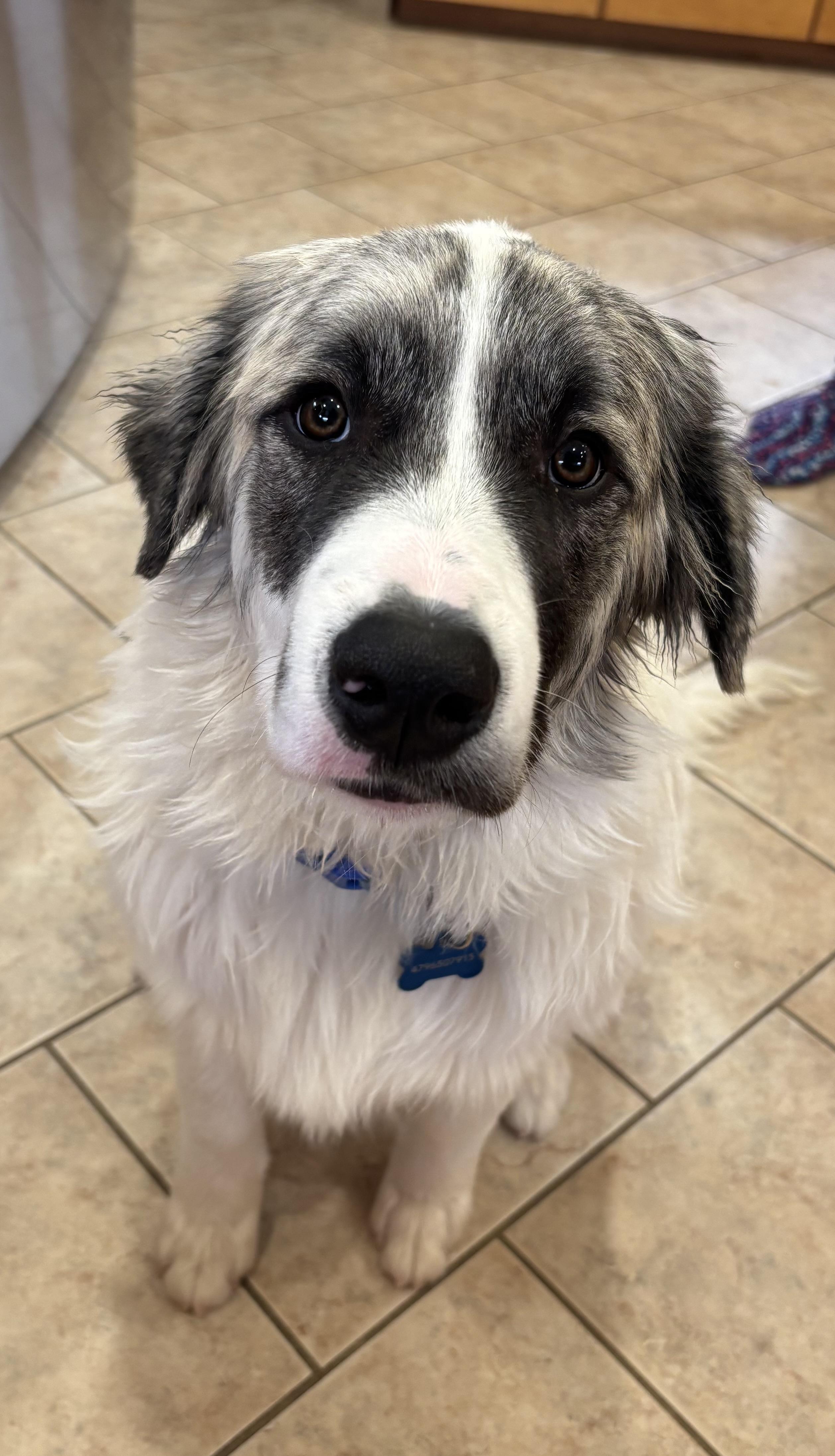 Loki , an adopted mixed breed in Kiowa, OK image 1/6