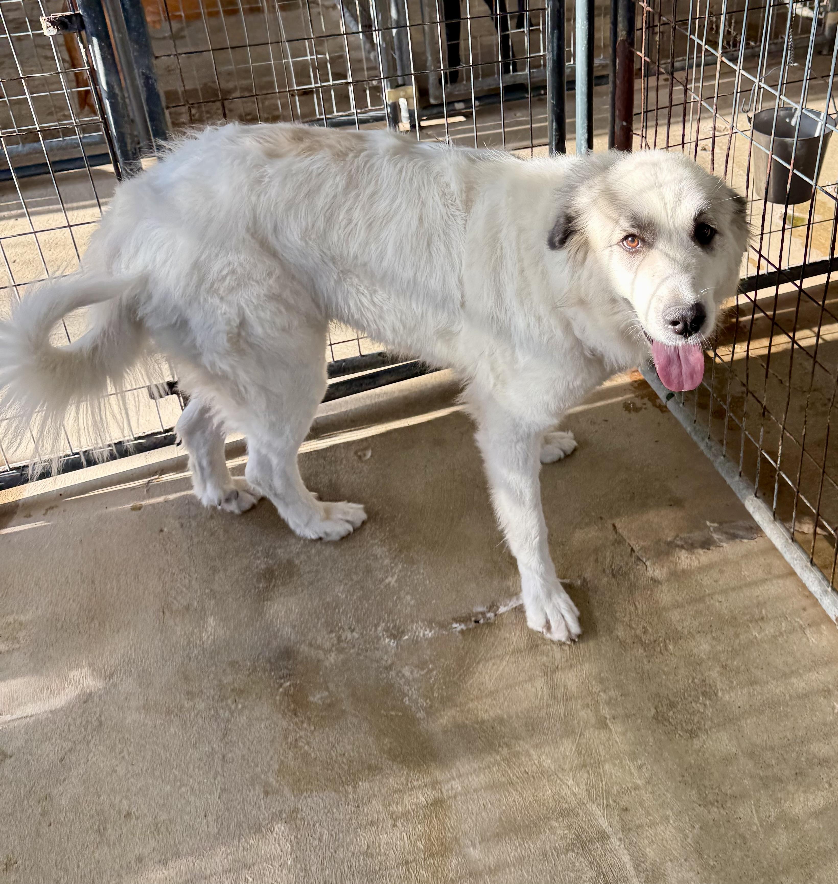 Mystic, Adopted, Young Female Great Pyrenees.