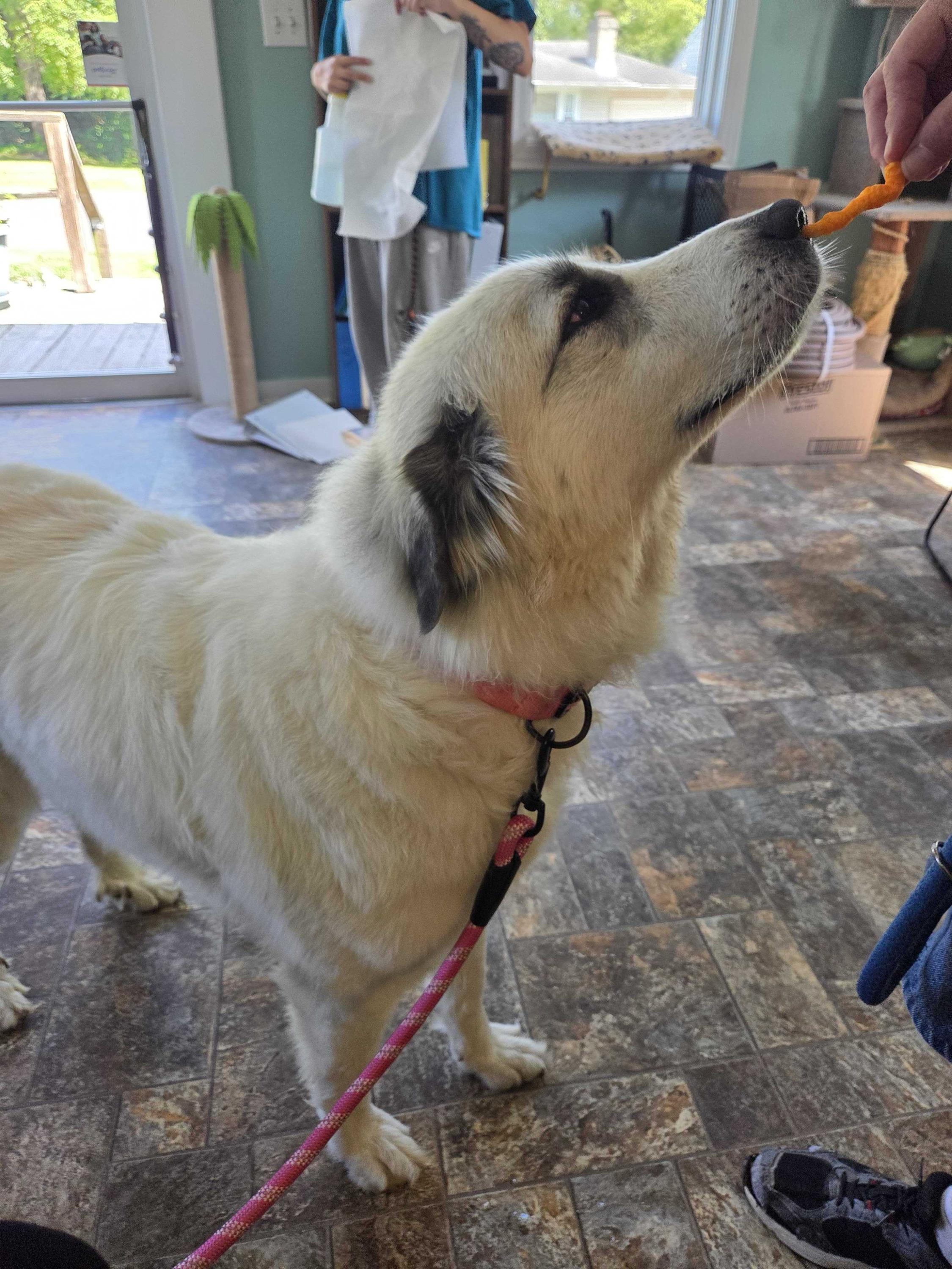 Enlarge Mystic, a Adopted Great Pyrenees in Anderson, IN image 2/2