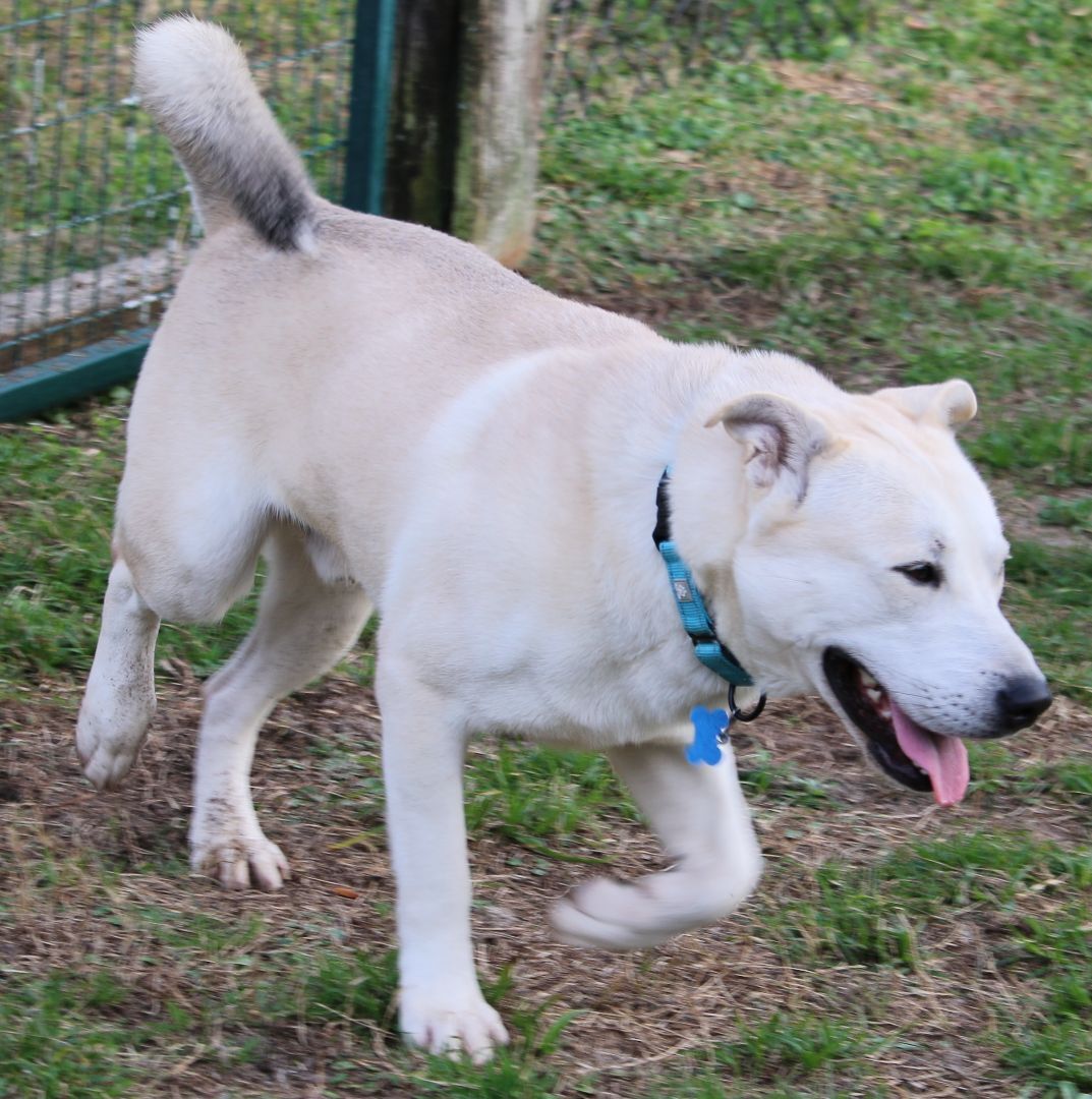 Wolfie, Adoptable, Young Male Siberian Husky & Labrador Retriever.