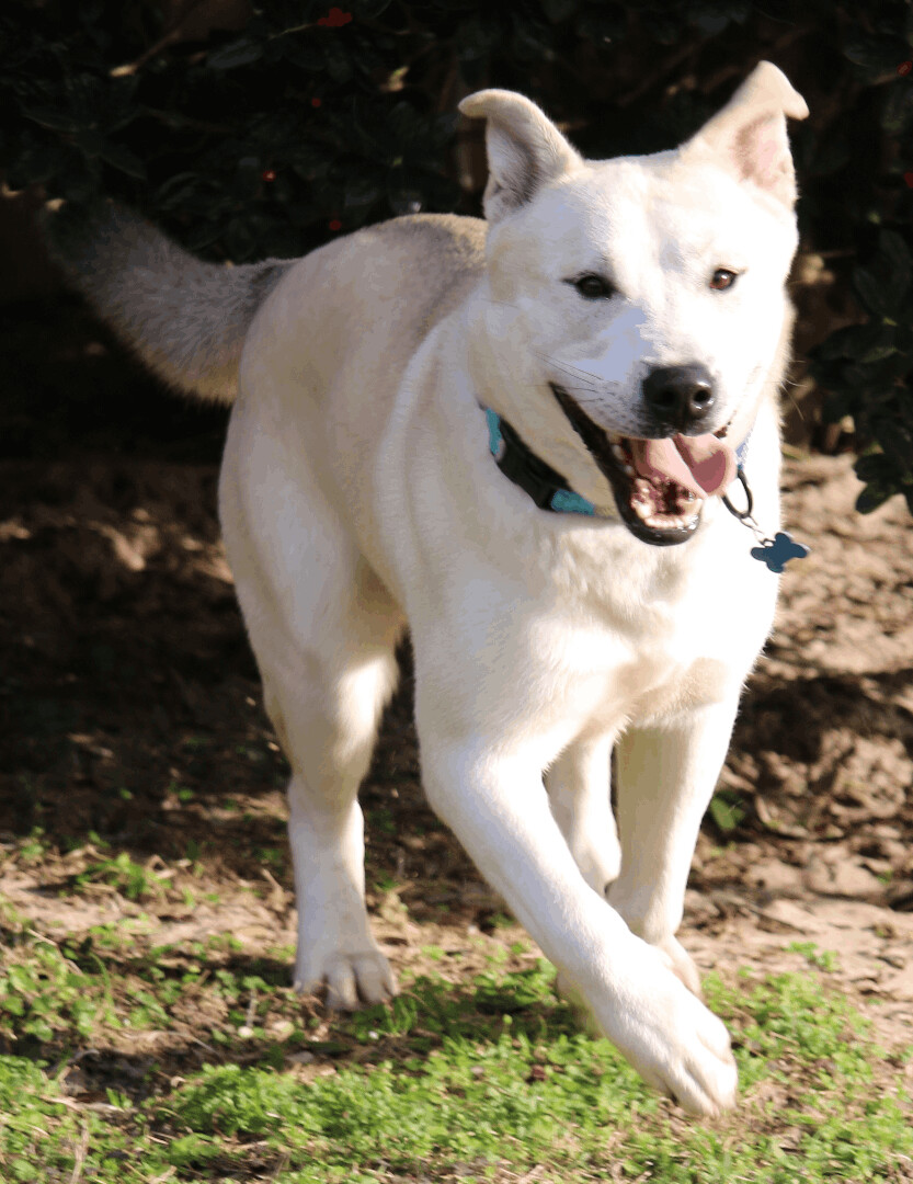 Wolfie, a Adoptable mixed breed image 2/12