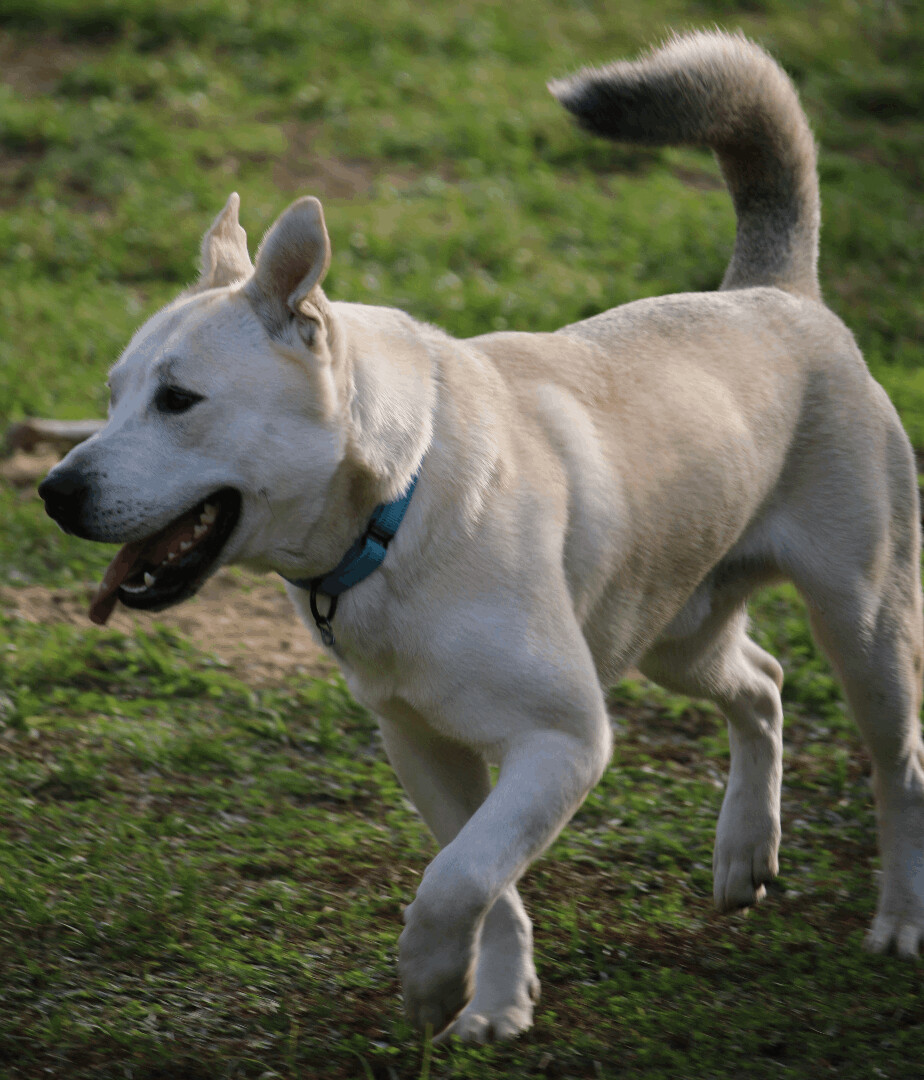 Wolfie, a Adoptable mixed breed image 3/12