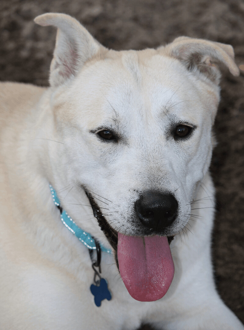 Wolfie, a Adoptable mixed breed image 5/12