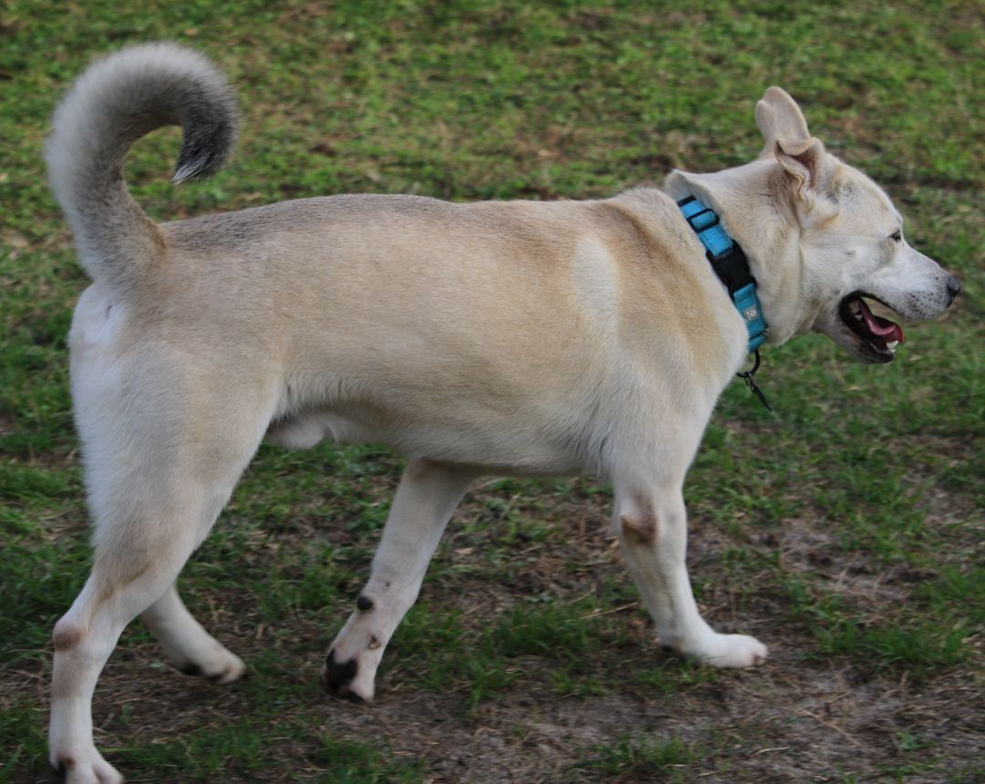 Wolfie, a Adoptable mixed breed image 6/12