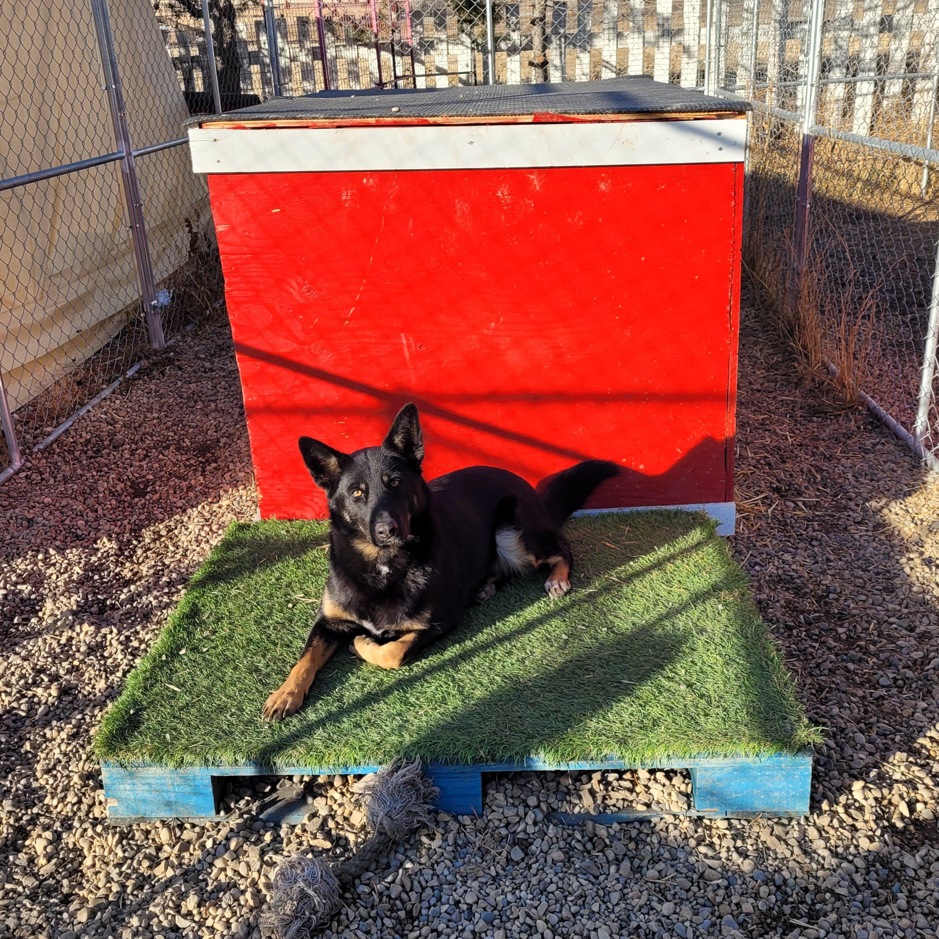 Patches, an adoptable mixed breed in Lacombe, AB image 1/5