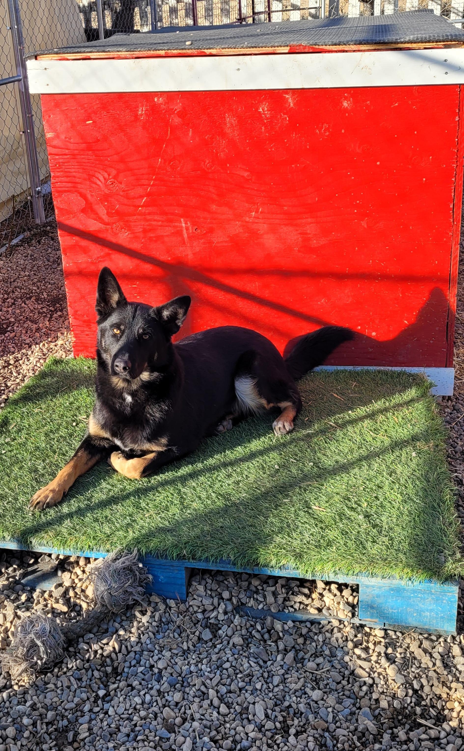 Patches, an adoptable mixed breed in Lacombe, AB image 2/5