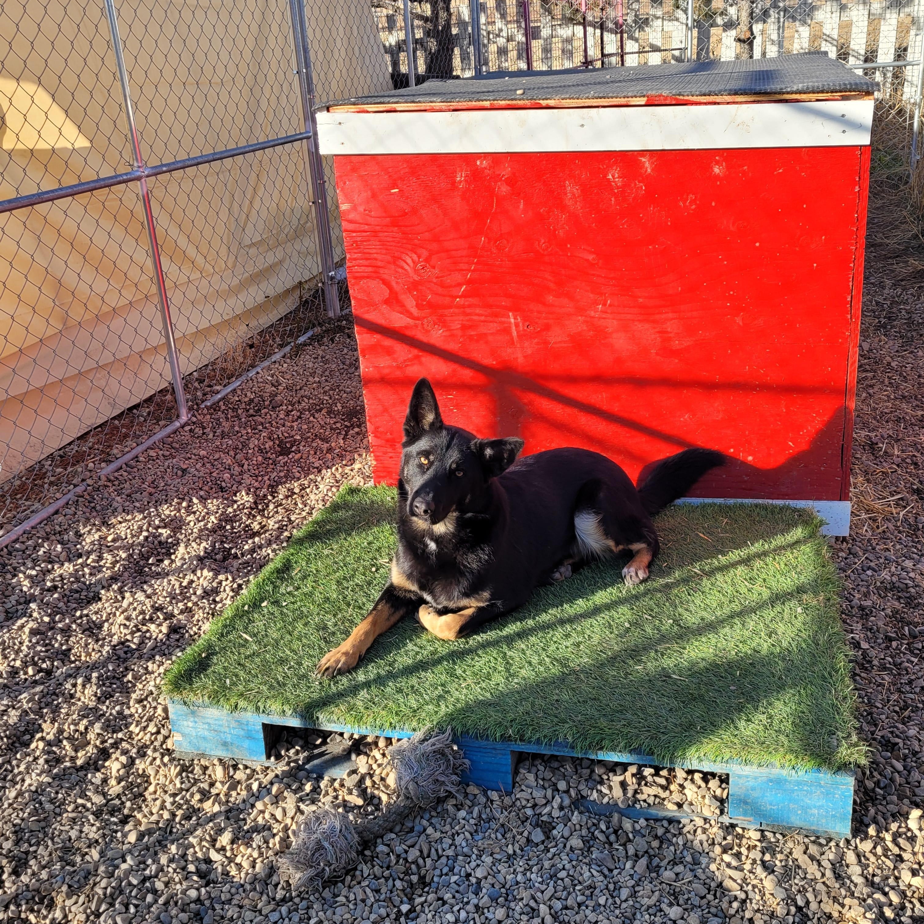 Patches, an adoptable mixed breed in Lacombe, AB image 3/5