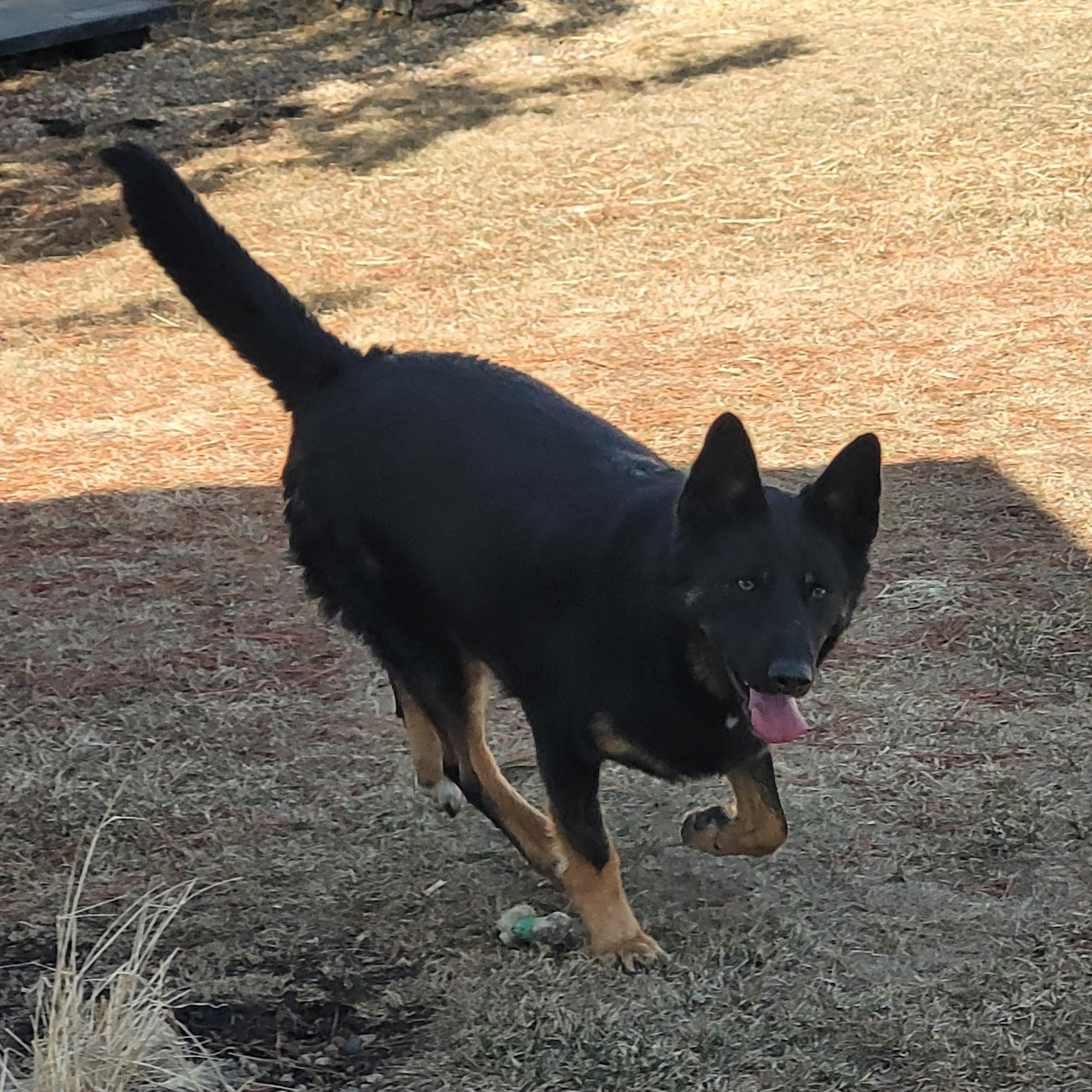 Enlarge Patches, an adoptable mixed breed in Lacombe, AB image 5/6