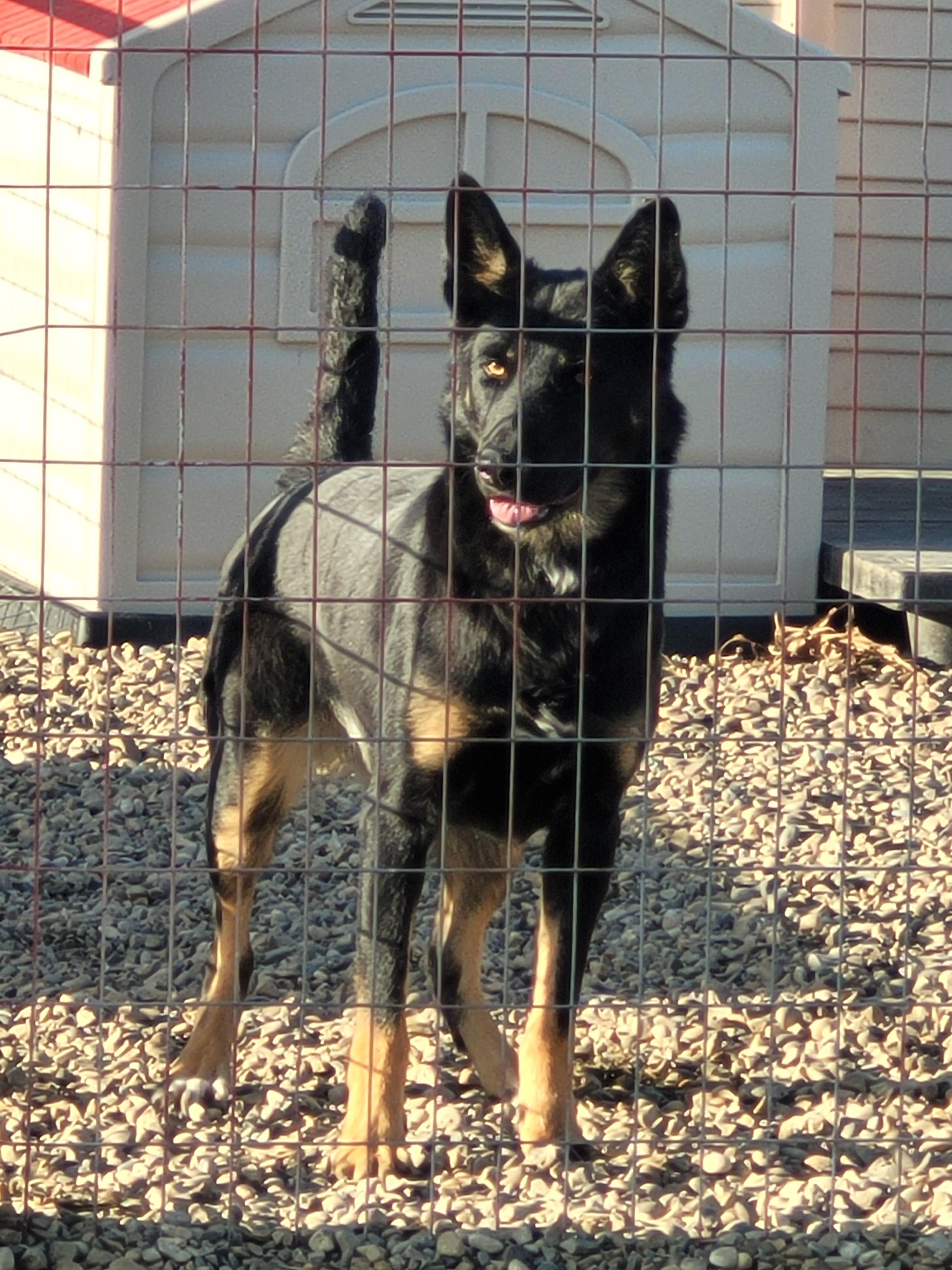 Patches, an adoptable Dutch Shepherd in Lacombe, AB, T4L 1X3 | Photo Image 2