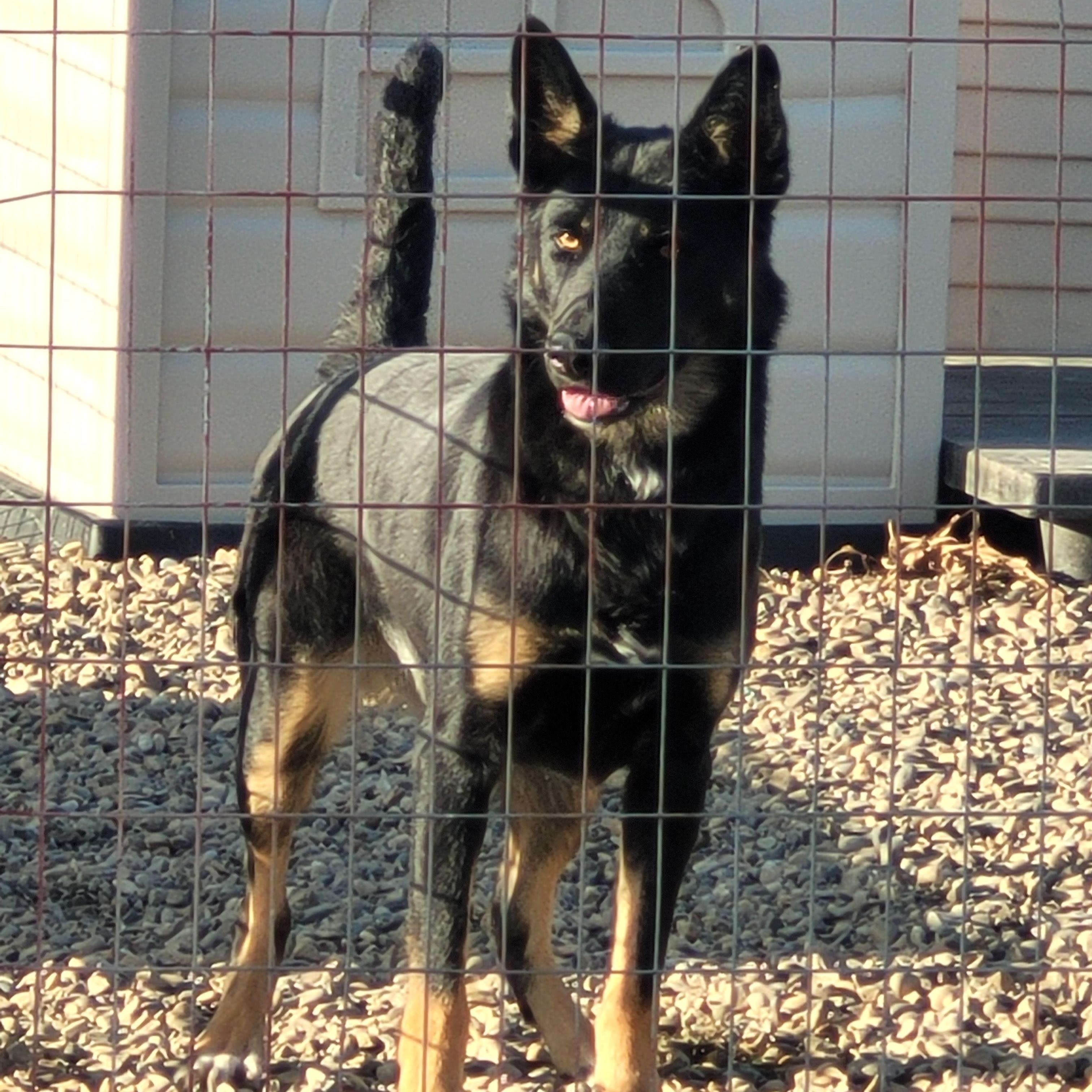 Patches, an adoptable mixed breed in Lacombe, AB image 4/5