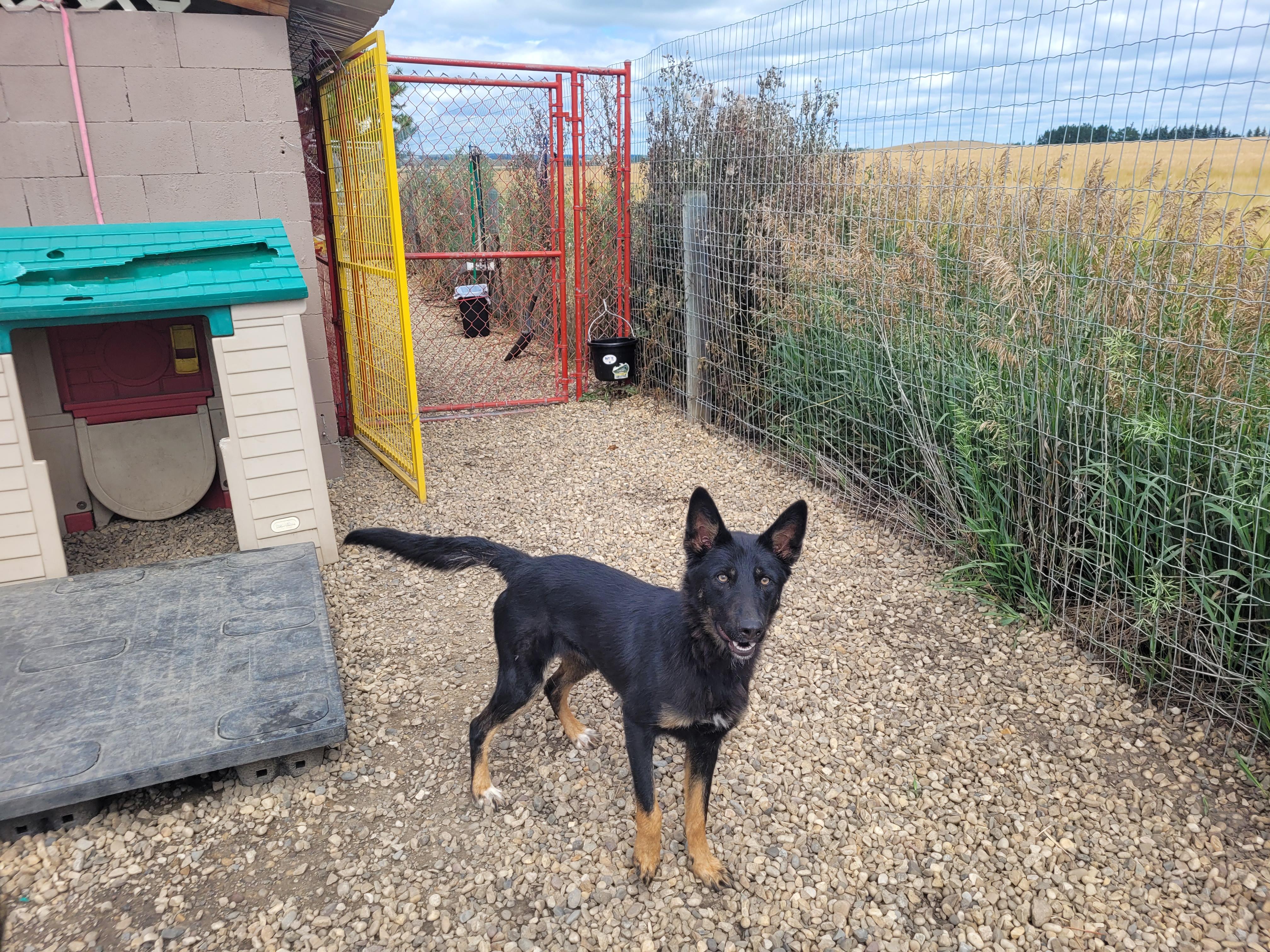 Patches, an adoptable mixed breed in Lacombe, AB image 5/5
