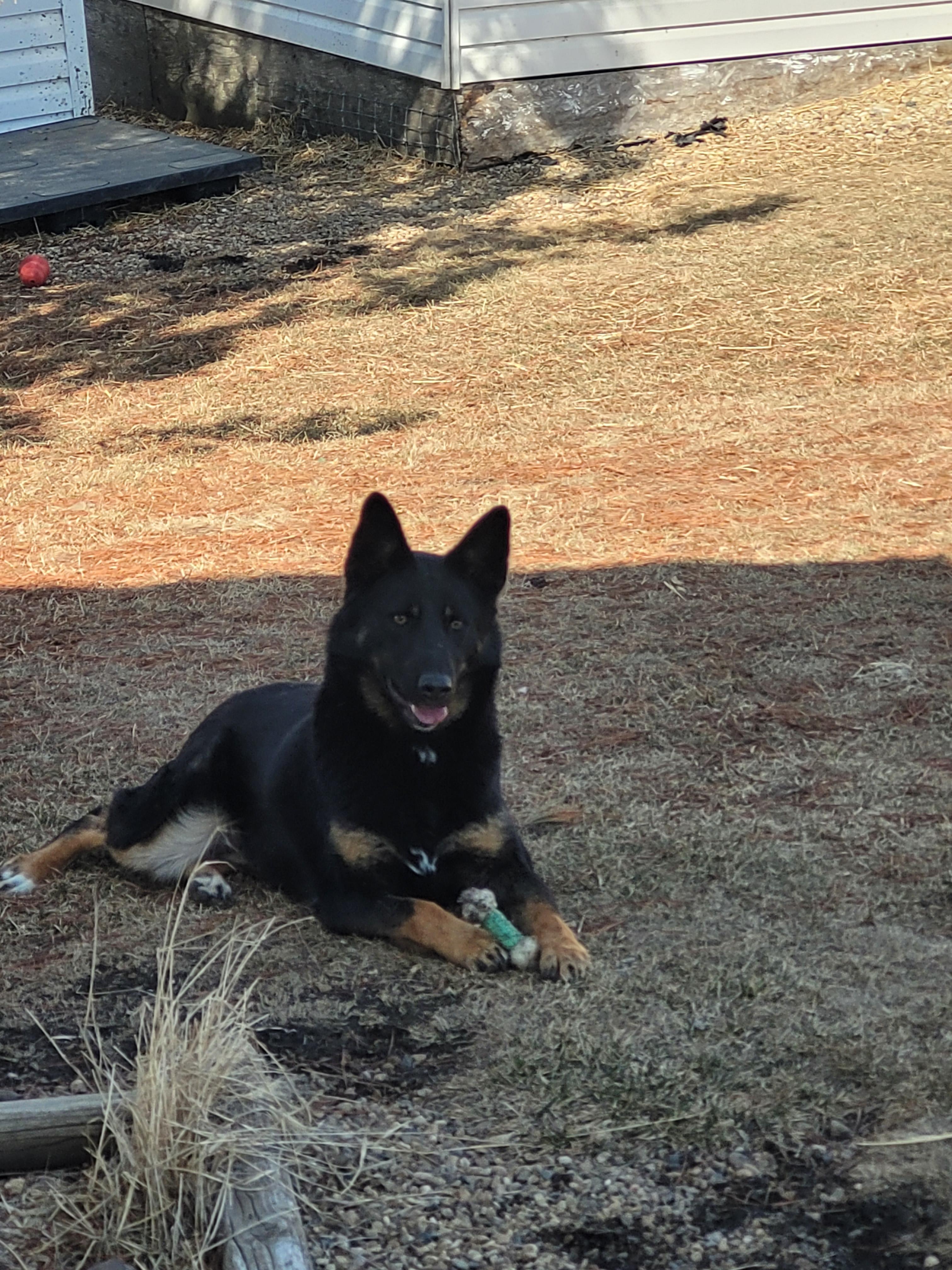 Enlarge Patches, an adoptable mixed breed in Lacombe, AB image 6/6