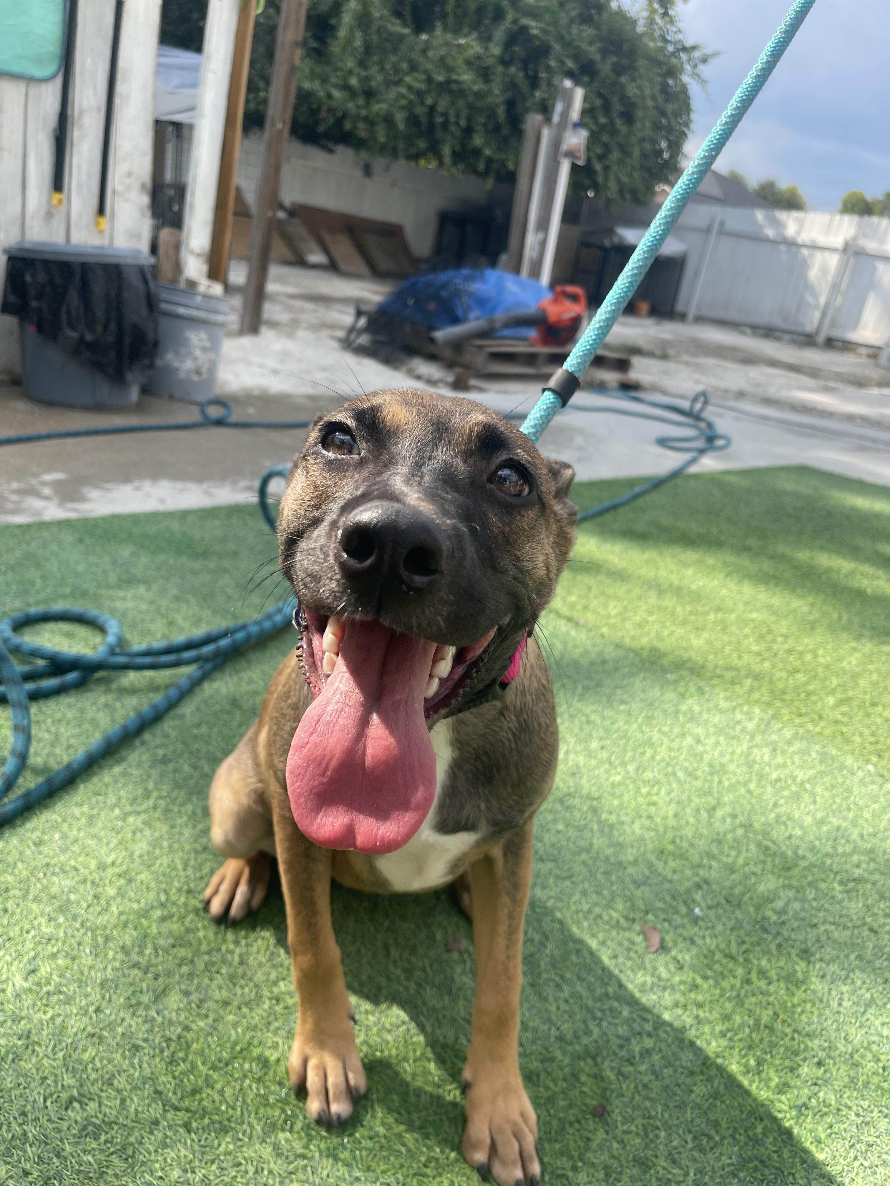 Enlarge Xena, a Adoptable mixed breed in East Hartford, CT image 5/6