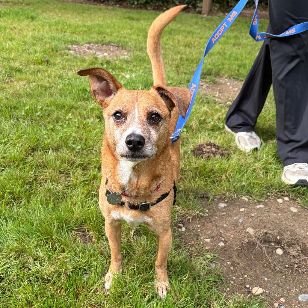 Enlarge Harold, a Adoptable mixed breed in Woodinville, WA image 1/6