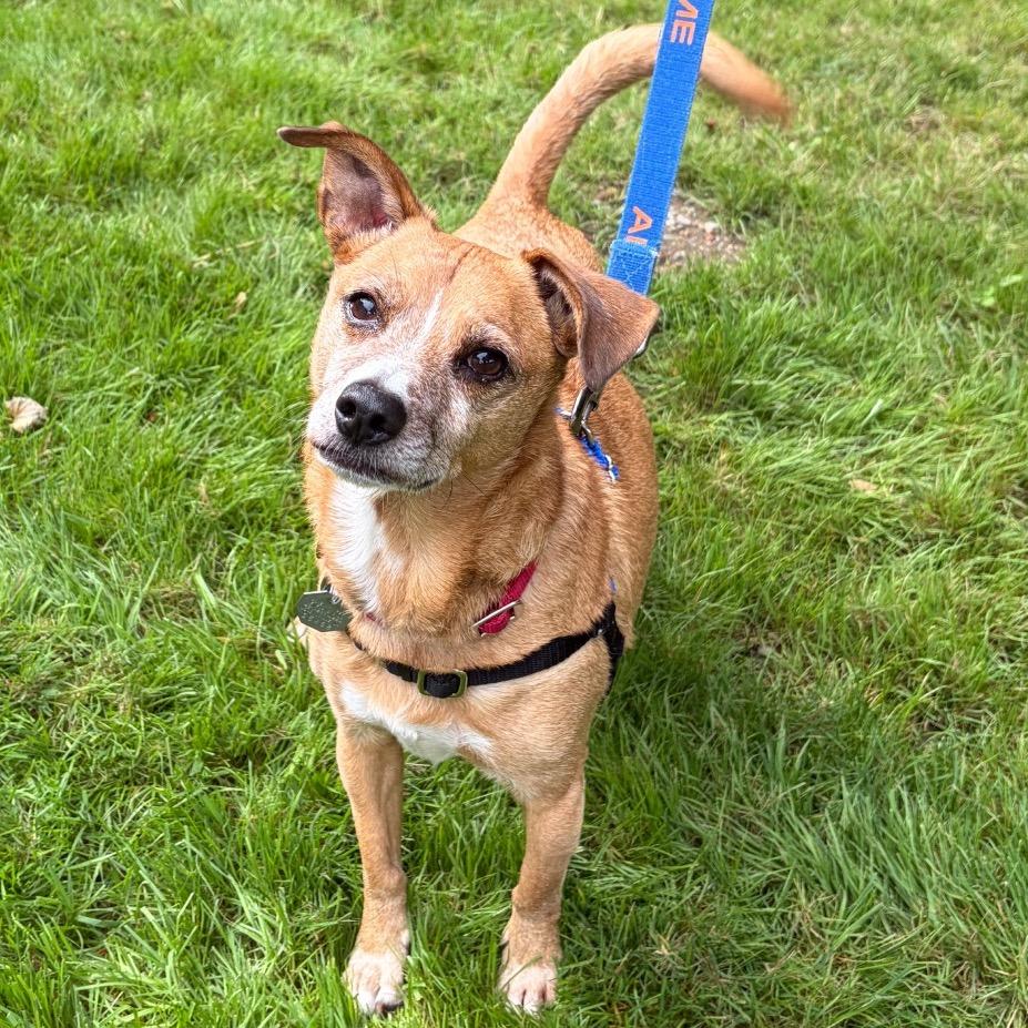 Enlarge Harold, a Adoptable mixed breed in Woodinville, WA image 2/6