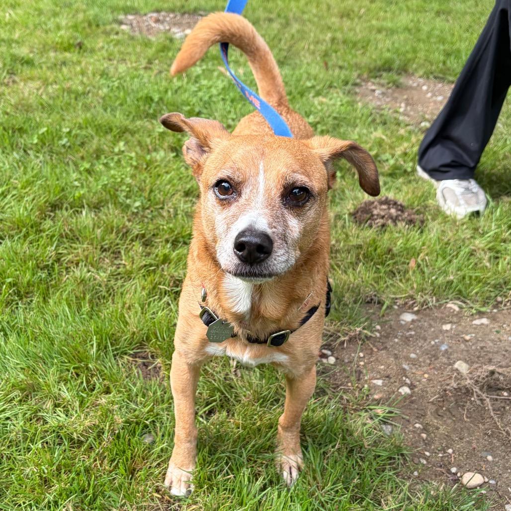 Enlarge Harold, a Adoptable mixed breed in Woodinville, WA image 3/6