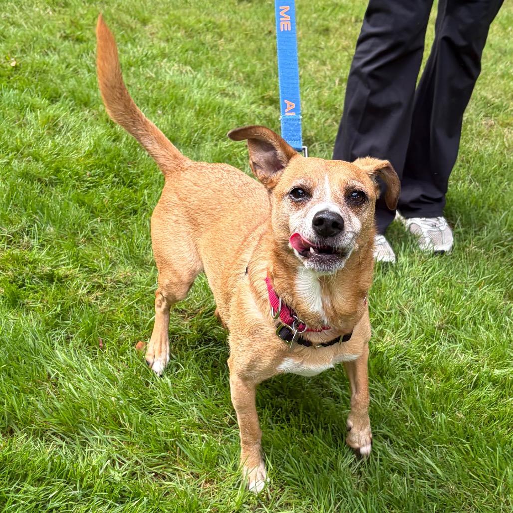 Enlarge Harold, a Adoptable mixed breed in Woodinville, WA image 4/6