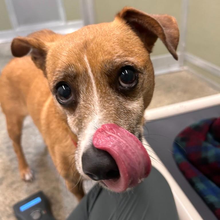 Enlarge Harold, a Adoptable mixed breed in Woodinville, WA image 5/6
