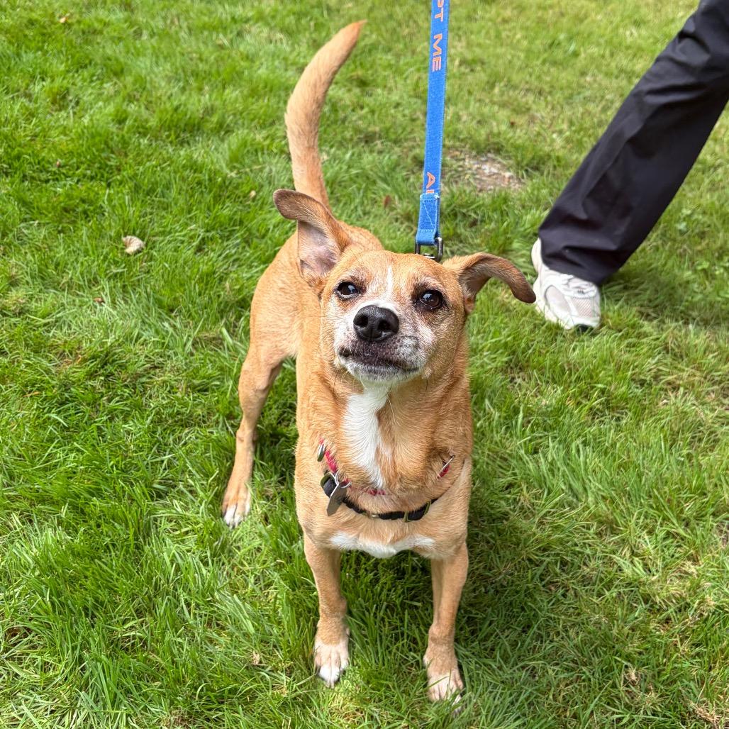 Enlarge Harold, a Adoptable mixed breed in Woodinville, WA image 6/6
