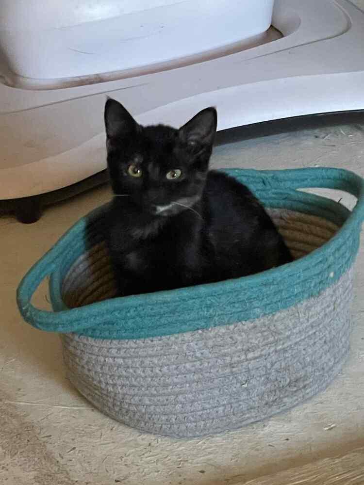 Glinda, Adoptable, Young Female Domestic Short Hair.