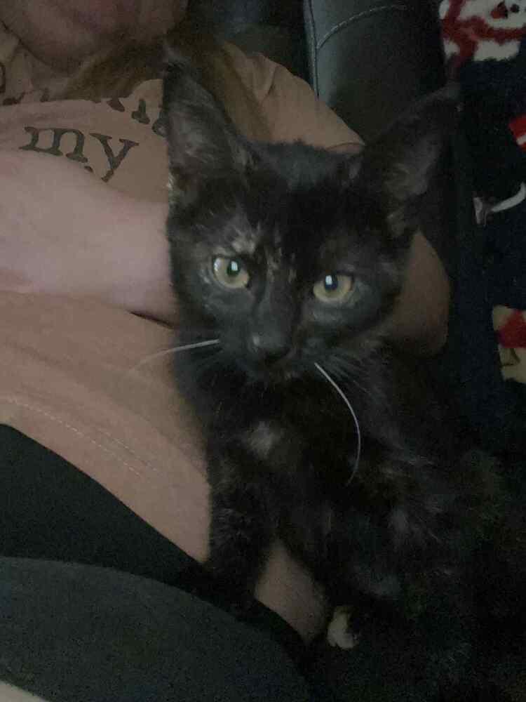 Enlarge Glinda, a Adoptable Domestic Short Hair in Lone Oak, TX image 3/3