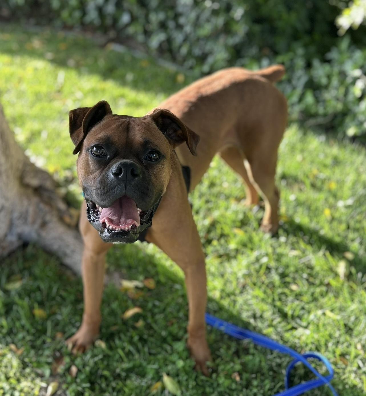 Jack, ADOPTABLE, Adult Male Boxer.