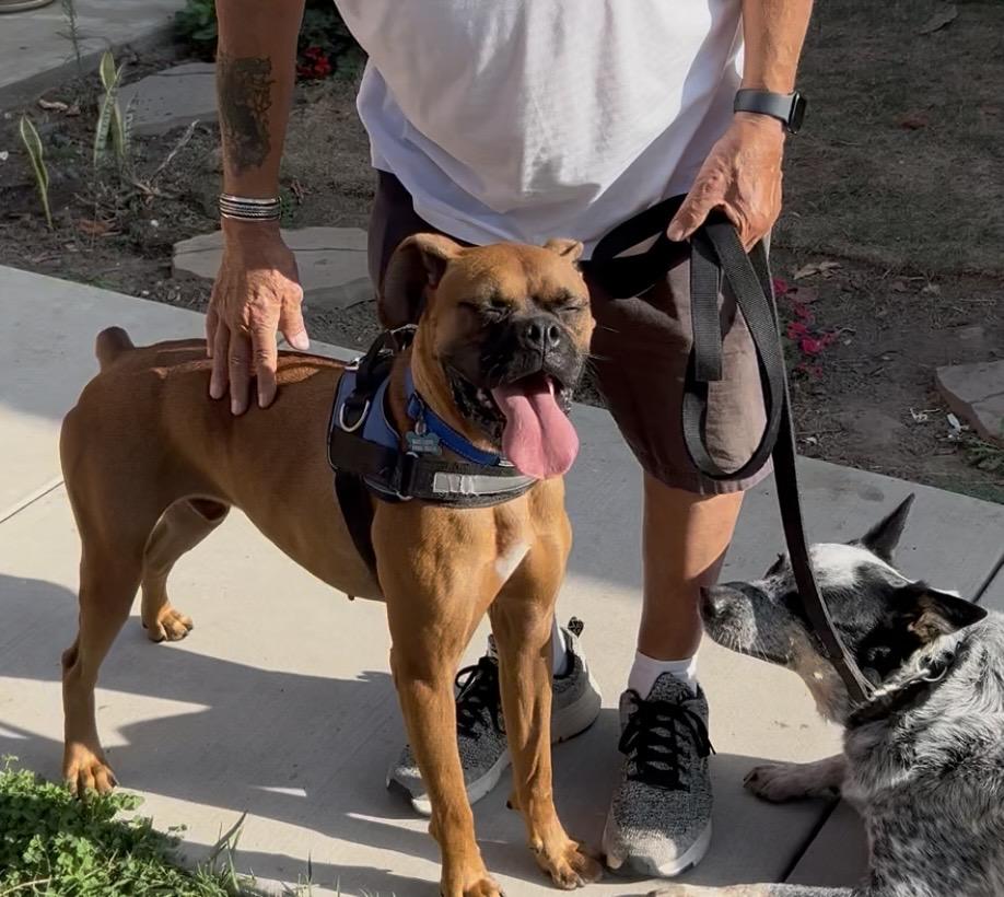 Enlarge Jack, a ADOPTABLE Boxer in North Hollywood, CA image 2/3