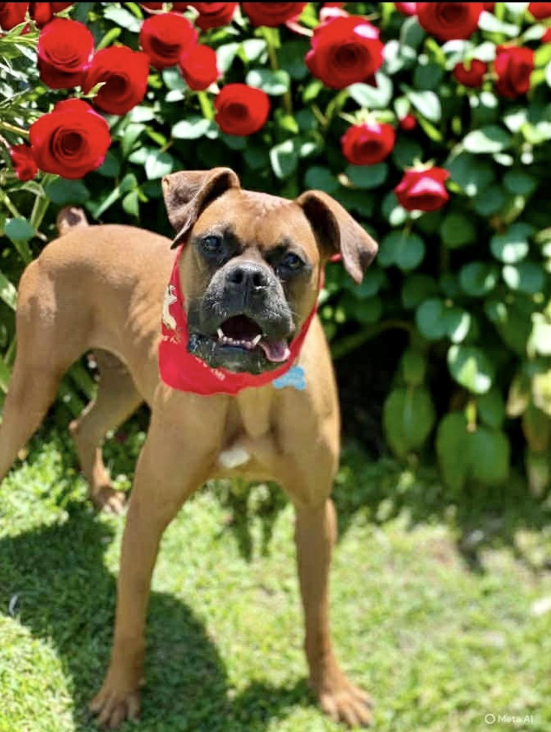 Jack, ADOPTABLE, Adult Male Boxer.