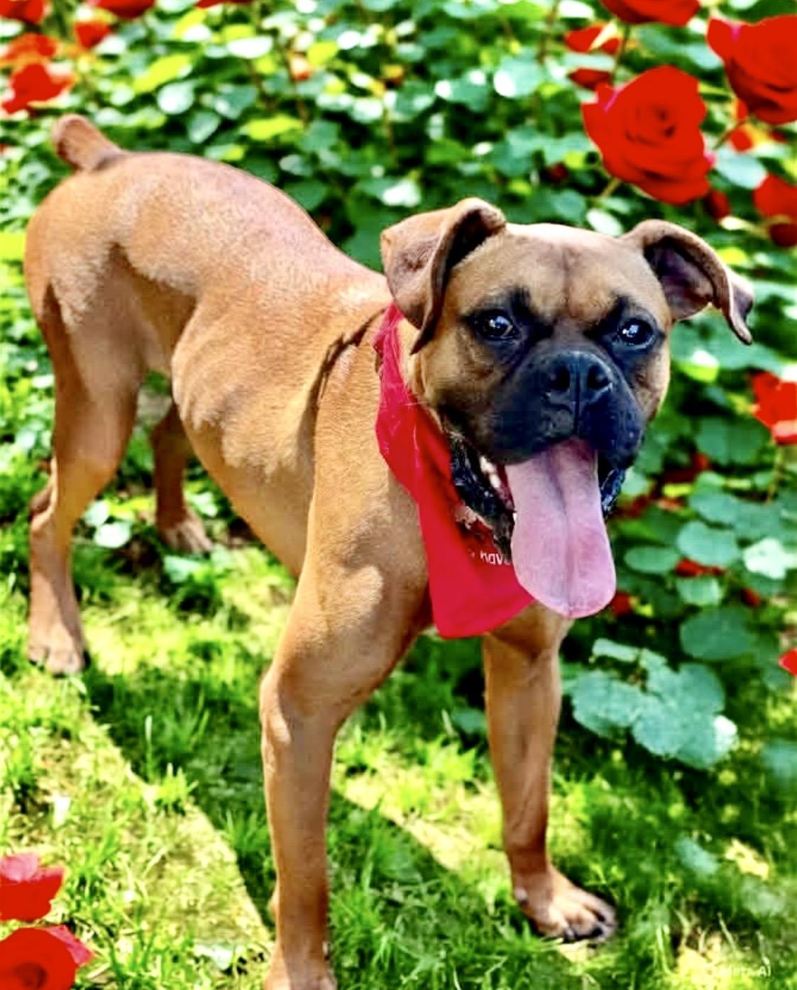 Enlarge Jack, a ADOPTABLE Boxer in North Hollywood, CA image 5/6