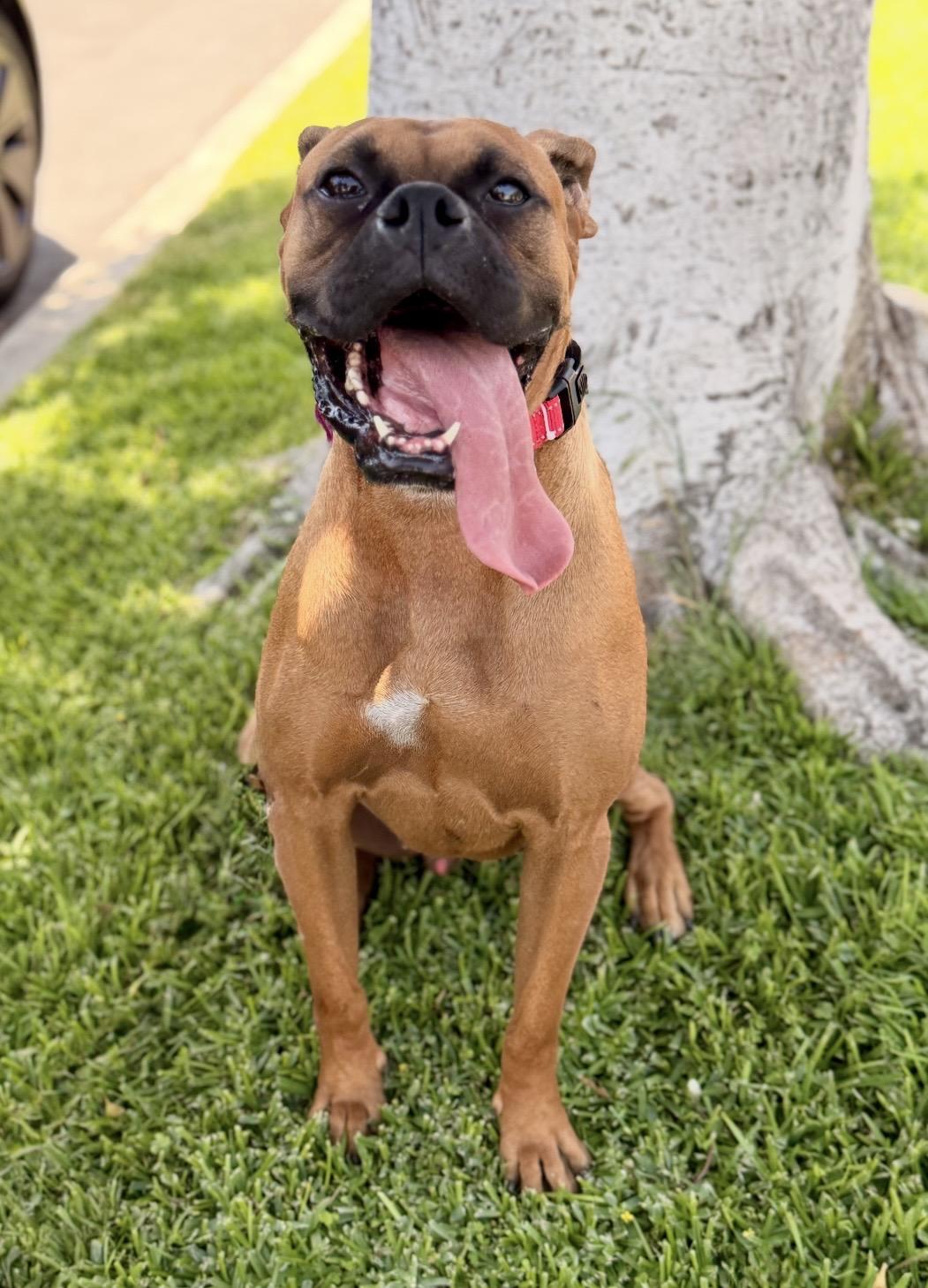 Jack, ADOPTABLE, Adult Male Boxer.